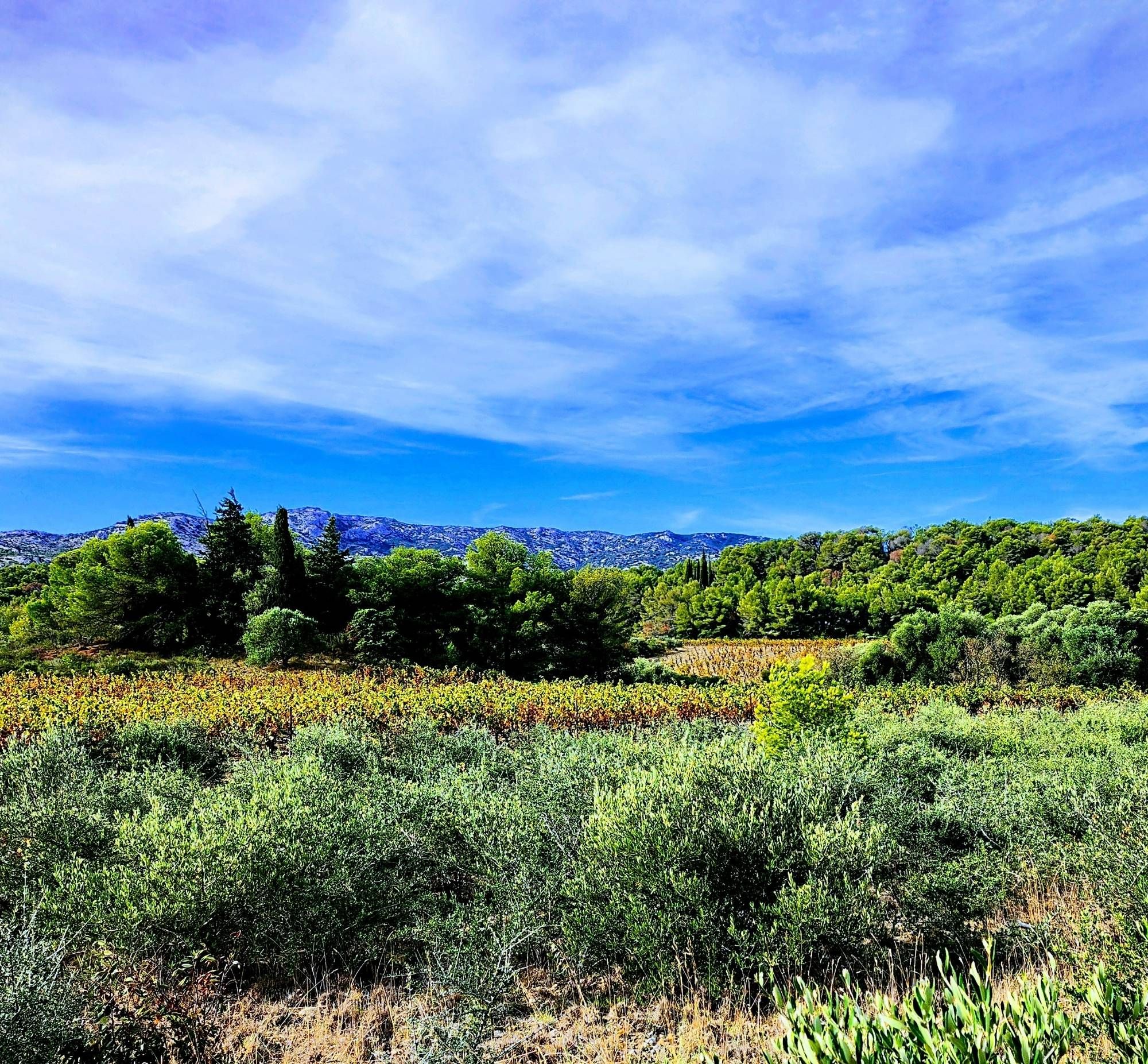 View across vineyards and olive trees  with cypresses and pines, to rocky hills in the distance on a sunny day with a few wispy clouds.