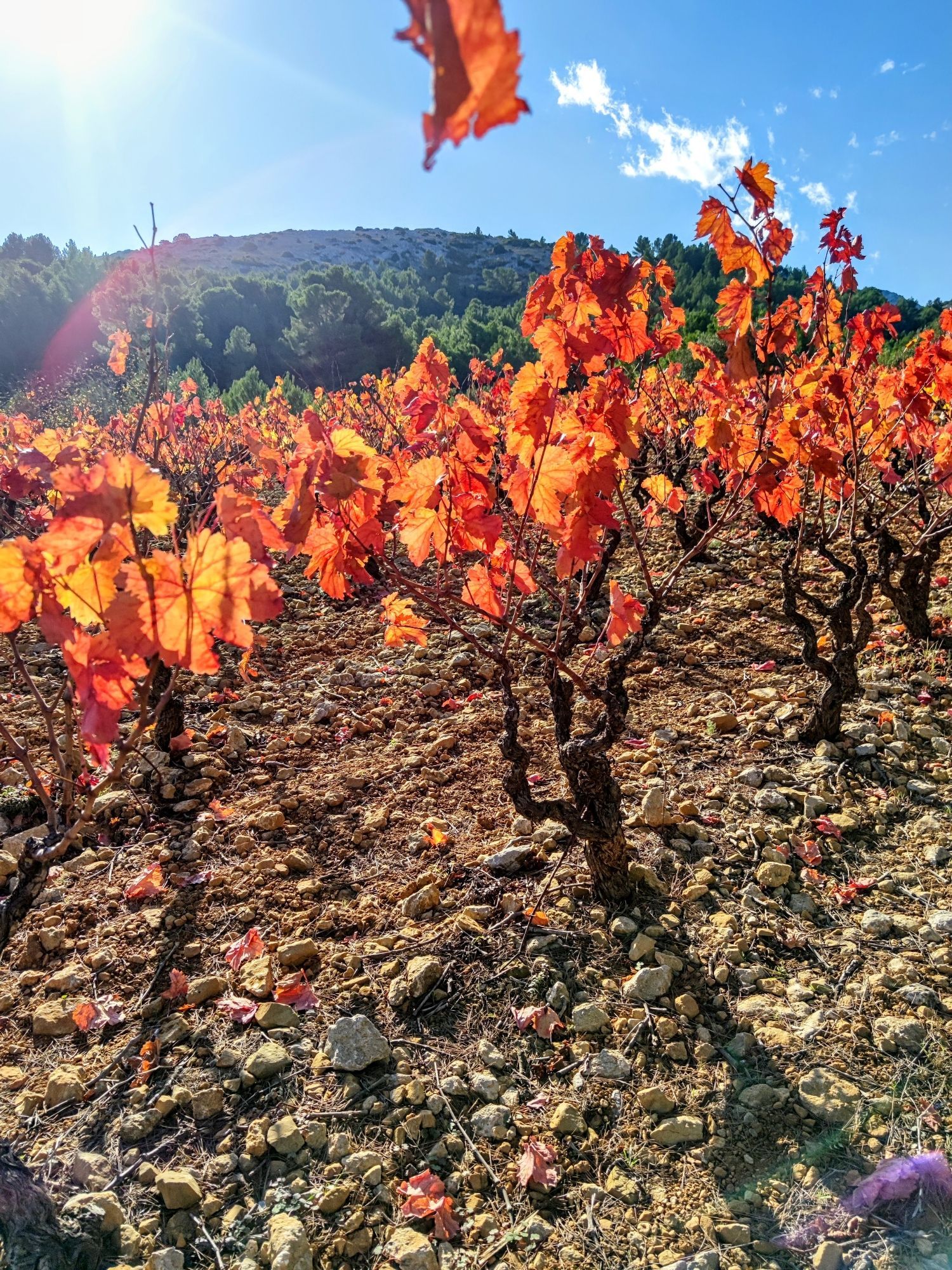 A row of vines with leaves that have changed colour to russet, and a single leaf that has been caught by the wind.