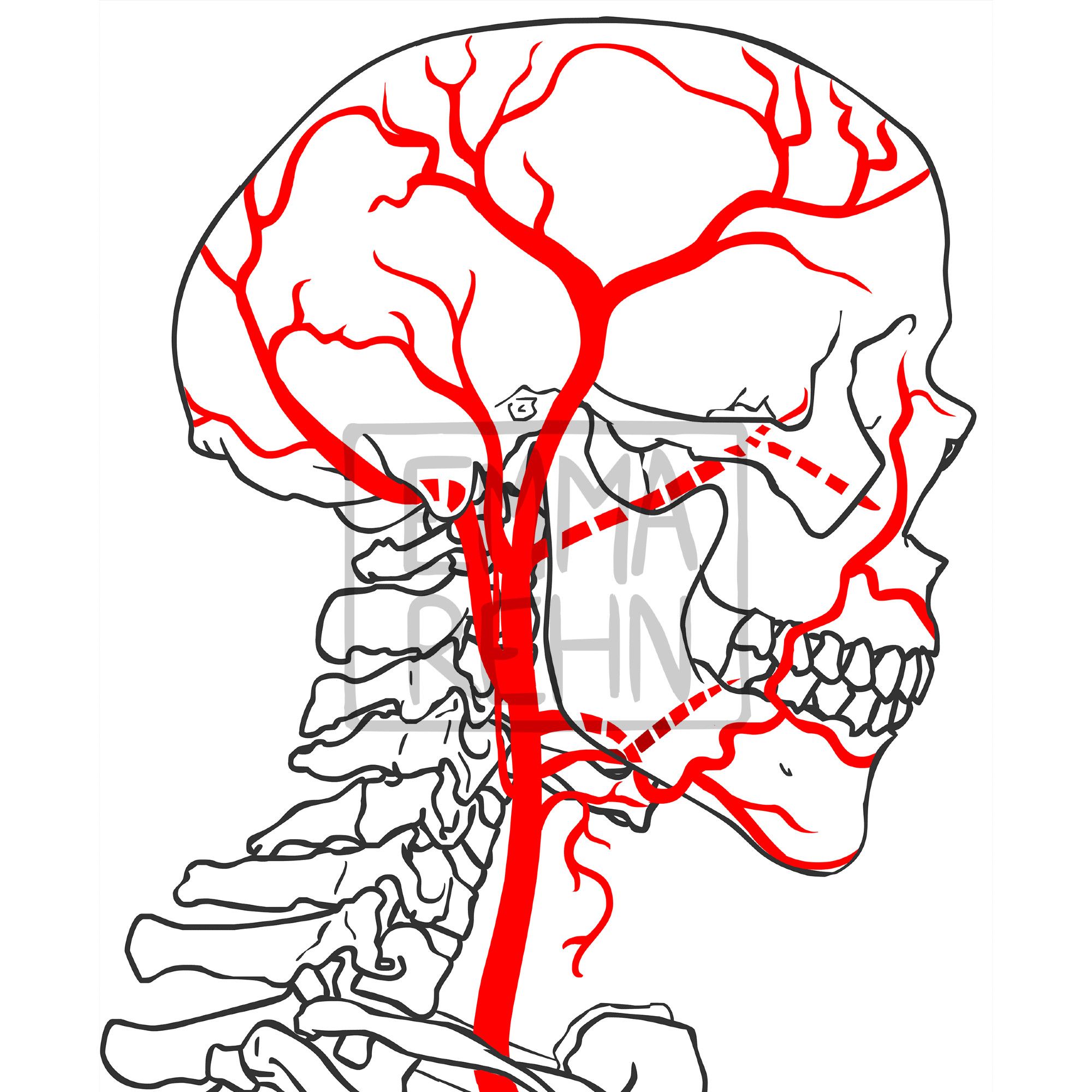 A digital illustration of a skull (facing right) and upper spine, showing the branching paths of the external carotid artery extending up from the clavicle and spreading across the jaw and skull (shown in red)