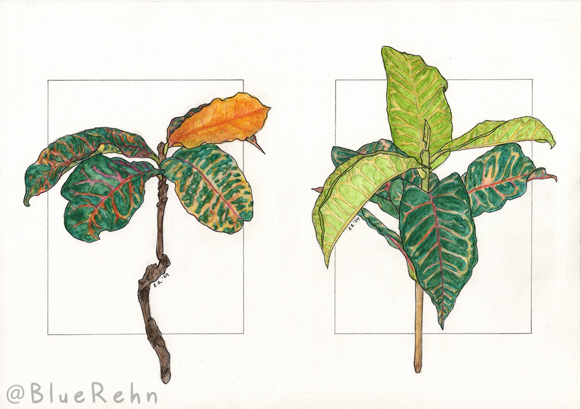 A watercolour pencil drawing of two leafy branches, with mixed green, yellow, and orange leaves