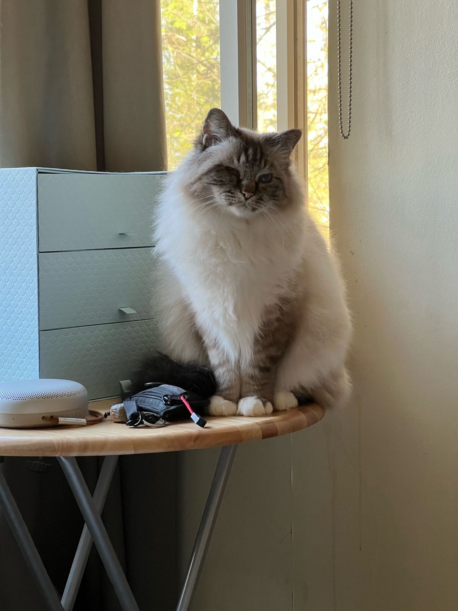 Casper, a fluffy white Birman cat sits at the edge of a table where he doesn’t really fit.  But he sits anyway.