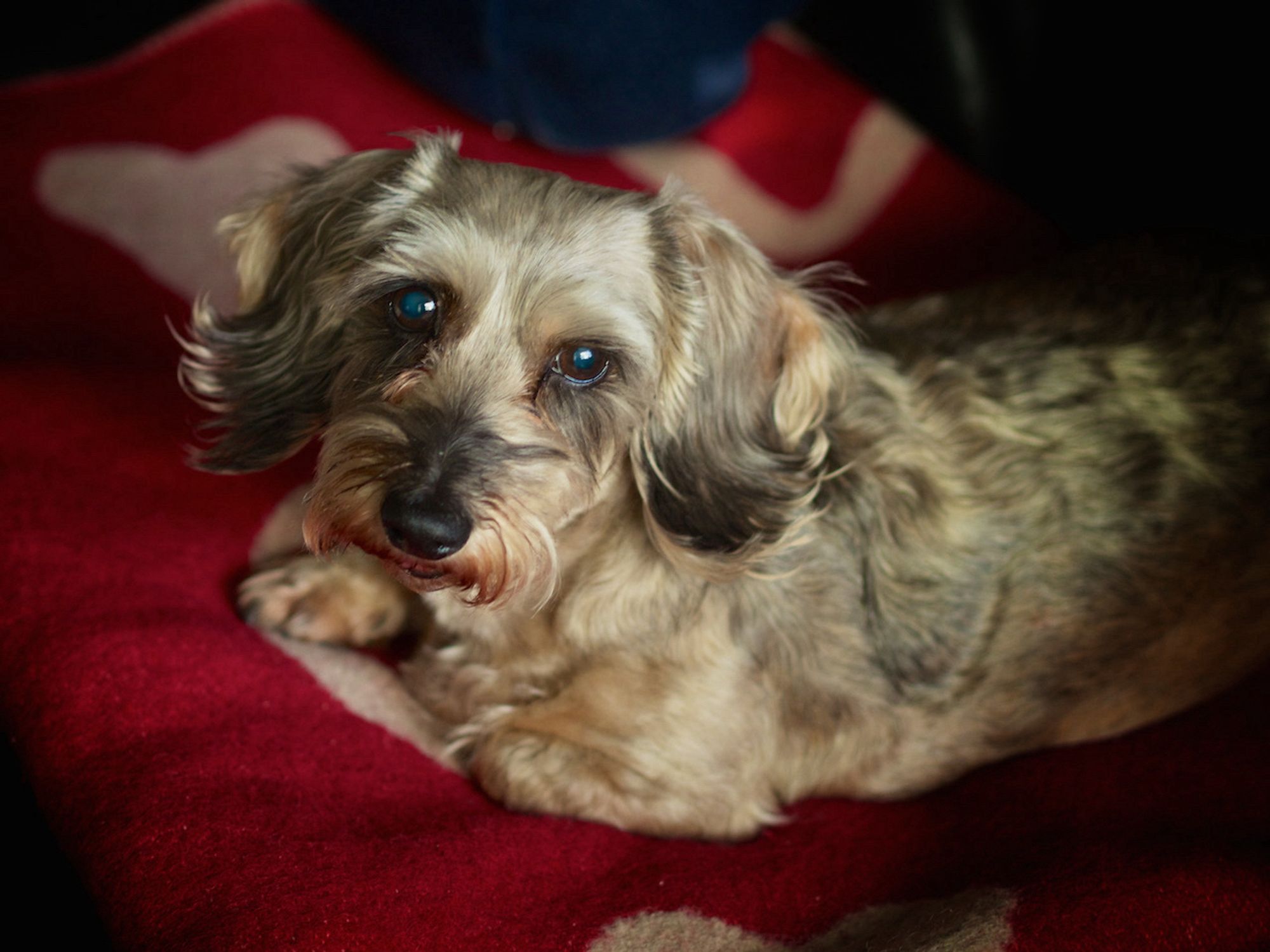 Pixie, a wired hair doxie doesn’t try to sit where she doesn’t fits, but she’s on the couch, ready to bark at the tv.