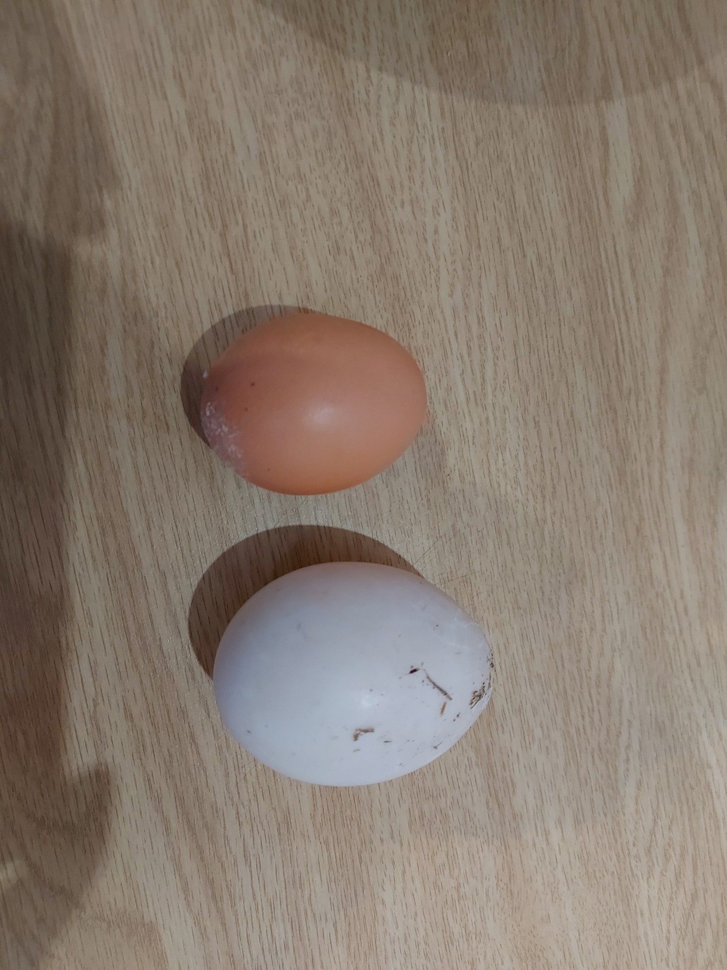 Goose egg next to chicken egg demonstrating size difference.