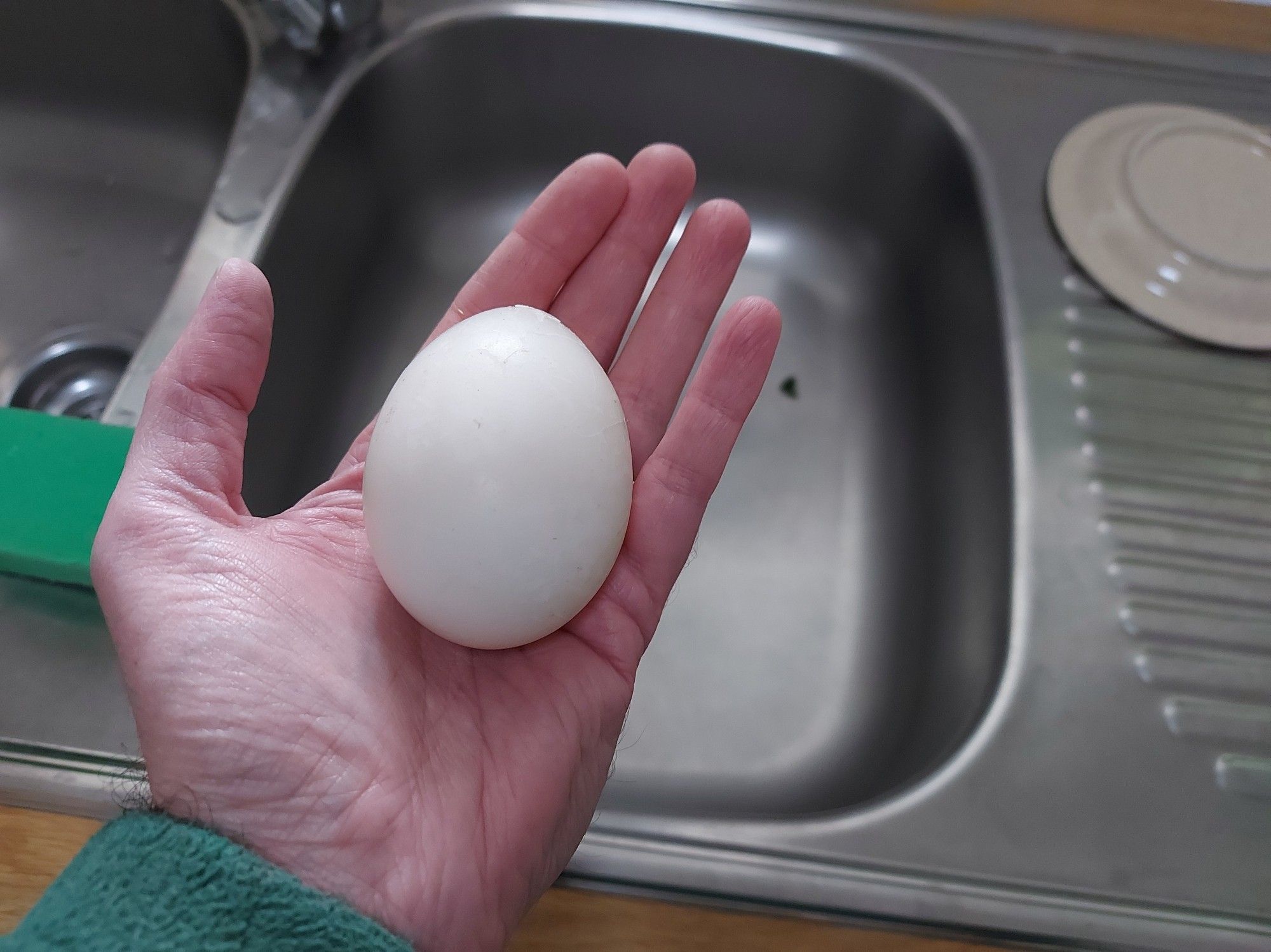 Goose egg held in hand to show size.