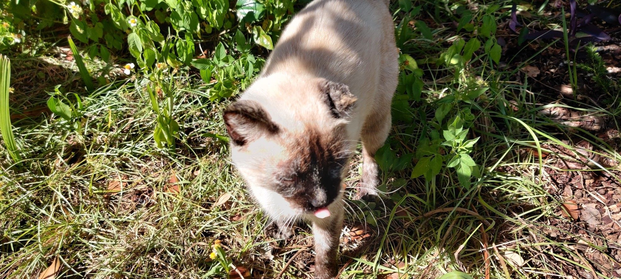 A close-up of Jupiter hanging out half-shaded from the sun under a magnolia tree. Her left ear is janky after it healed poorly from surgery.