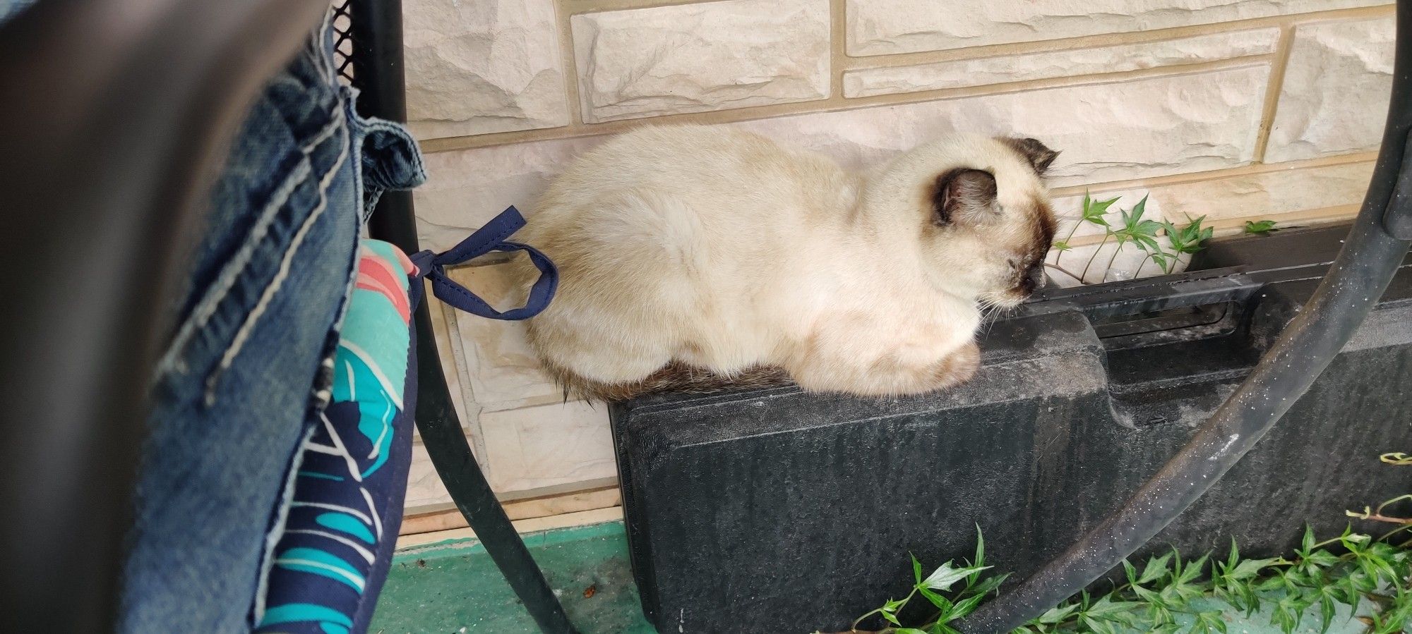 My cat Jupiter. She was a seal-point (siamese colored) domestic shorthair with a perpetual melancholy look. She was an absolute sweetheart we rescued after her previous owners abandoned her at the first house my partner and I moved into. Here she's sitting on top of a plastic case on my porch in a cat-loaf mode.