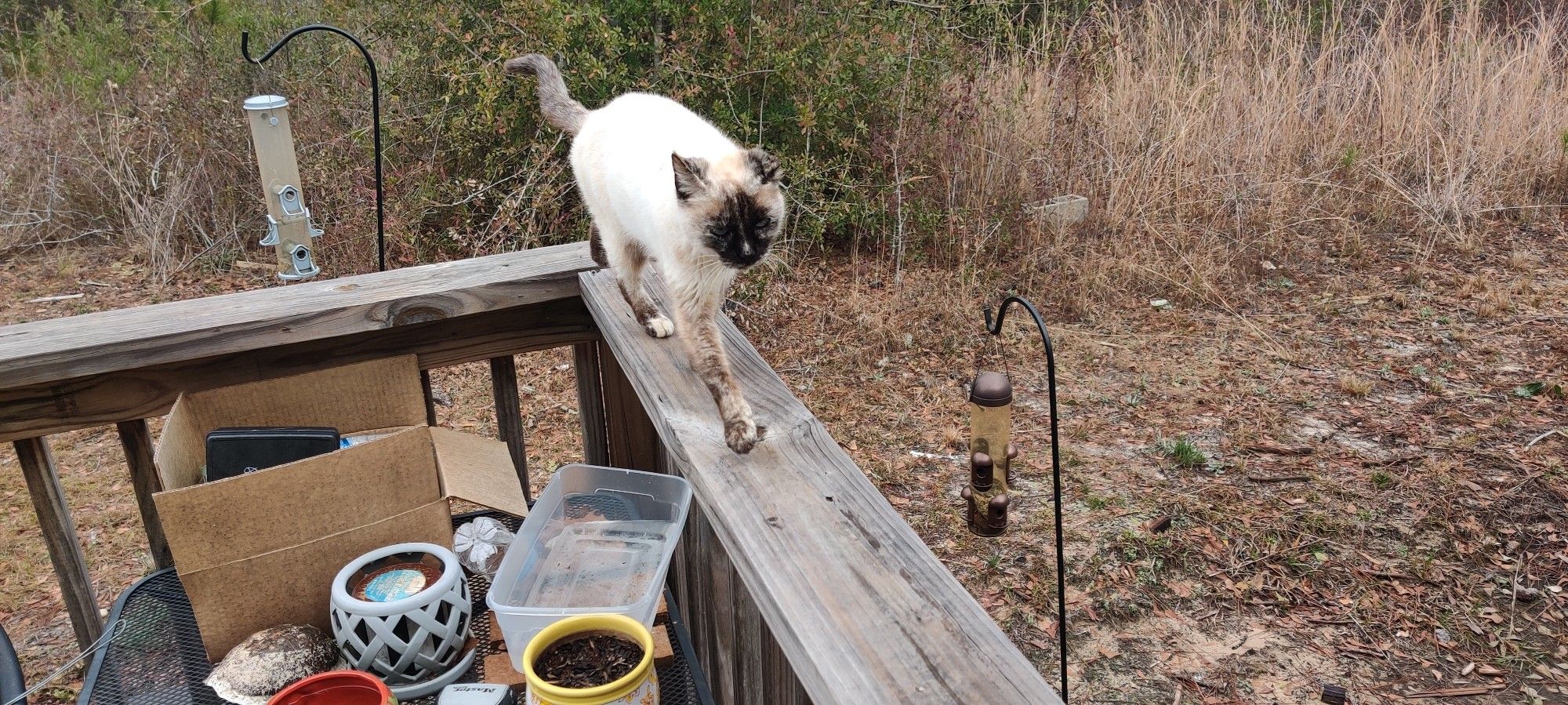 One of the last photos of Jupiter I took. She's walking along the railing of my front porch of our new home shortly after we moved in. She coming towards me so I can pet her.