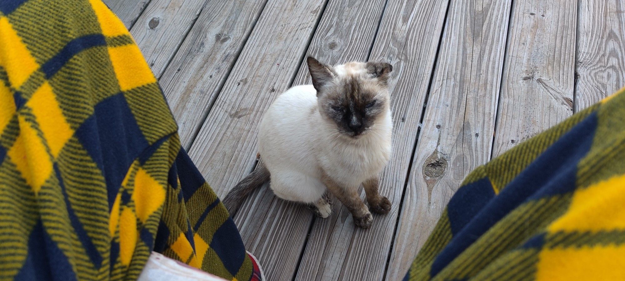 A photo of Jupiter sitting on her hainches in front of me on my porch. She's looking up at me as I take the photo.