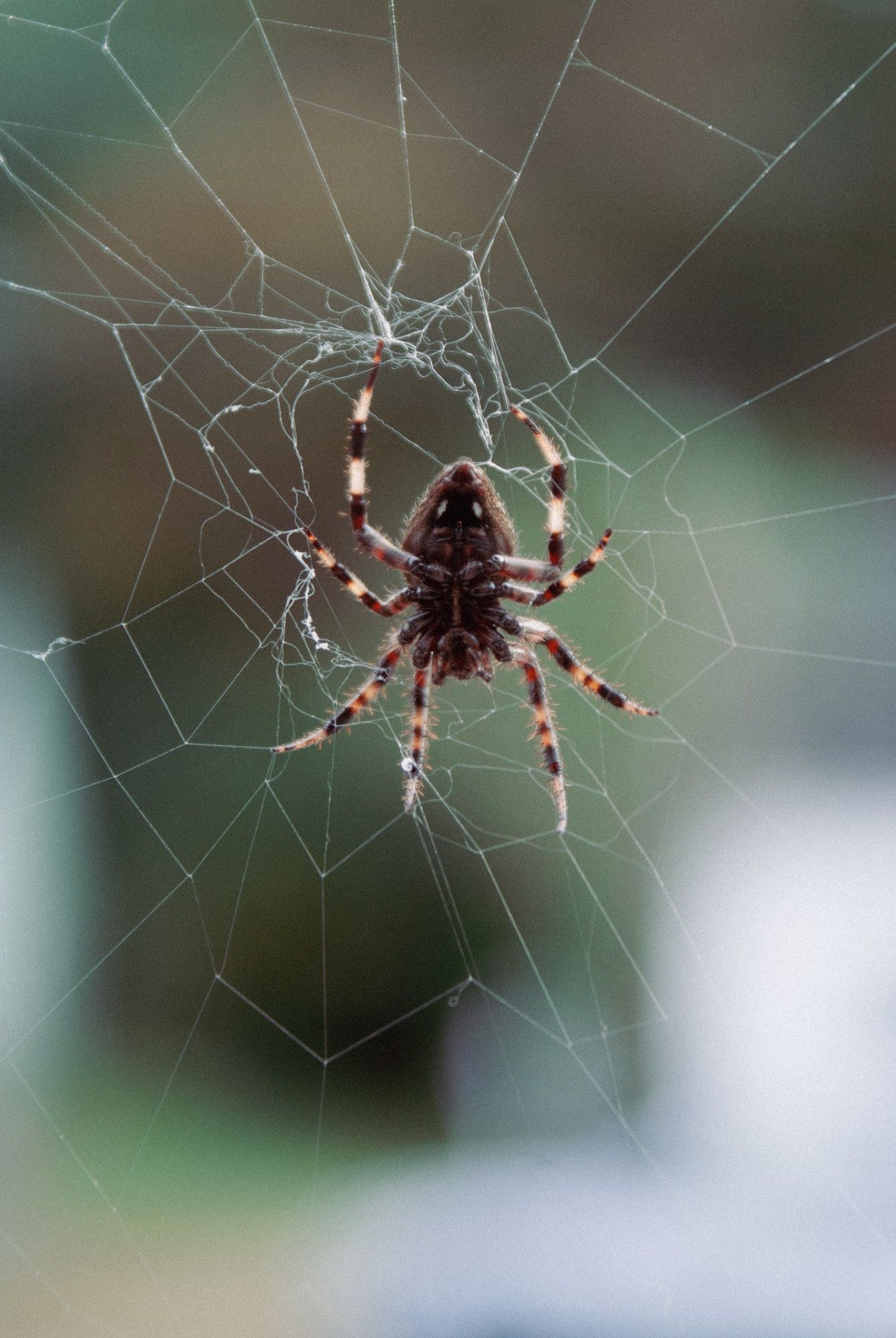 A brown and gold spider sitting in the center of it's web