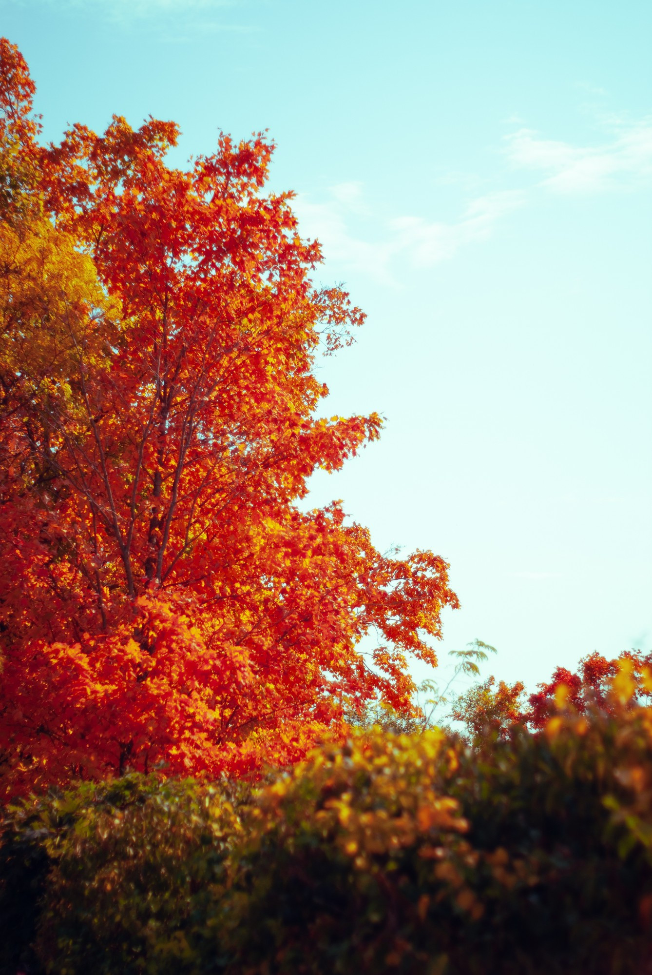 A tree with bright orange and yellow leaves displaying the beauty of Autumn in New England.