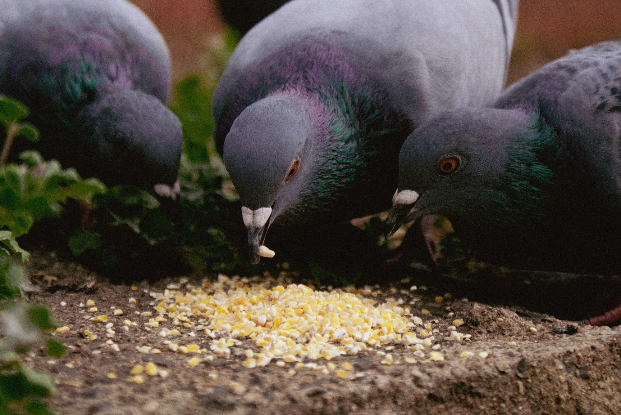 3 pigeons, all of them gray with green and purple colored feathers on their necks, eating from a pile of bird seed.