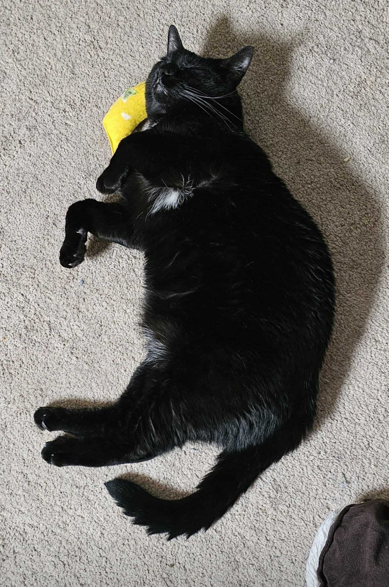 Black cat laying peacefully on the floor, his front two paws up in the air, laying on top of a yellow catnip banana toy. His expression is peaceful, his head titled back as he sleeps.