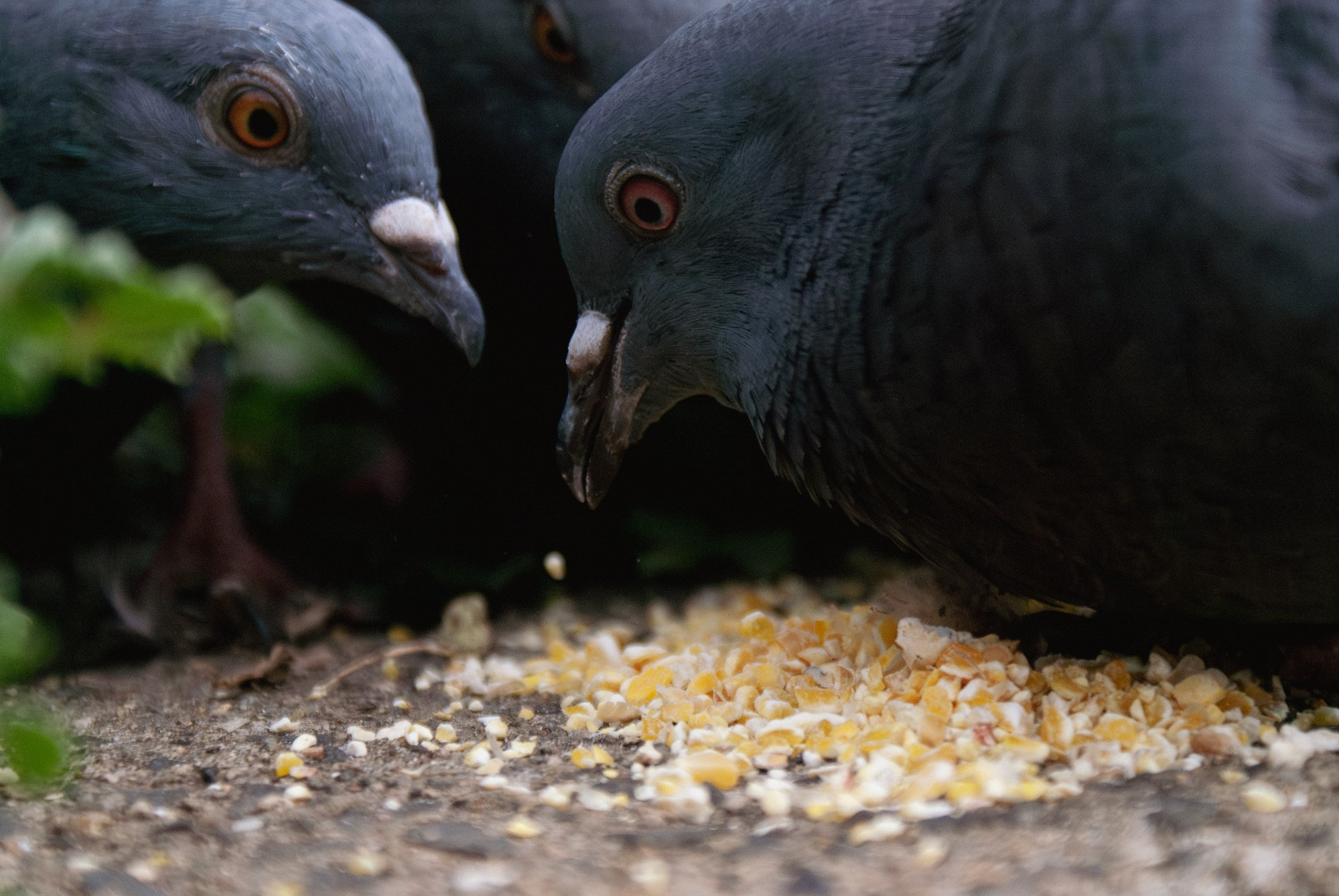 An upclose shot of two pigeons focused on their beaks and eyes.