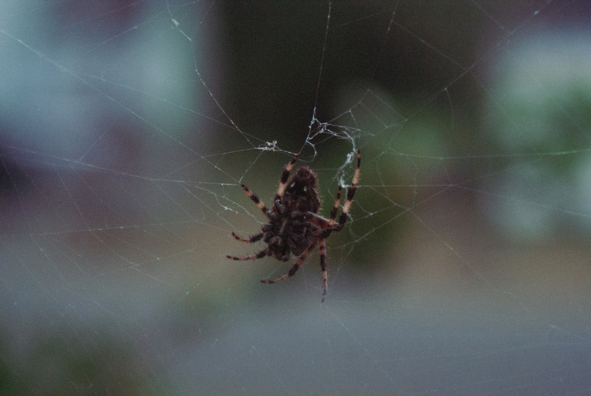 A spider in the center of it's web. The spider is brown and yellow in color.