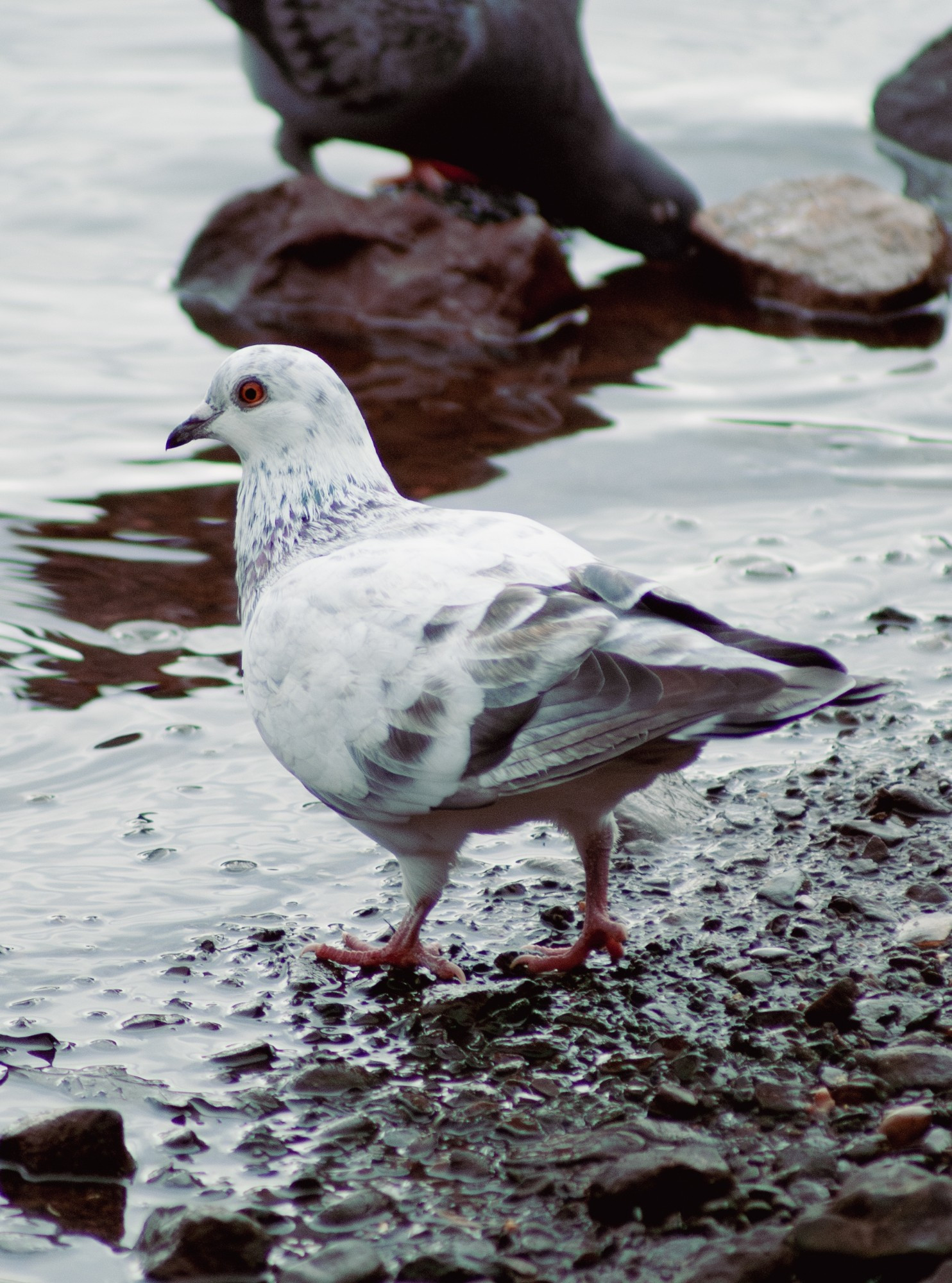 A white pigeons with black tipped wings and purple feathers on its neck standing next to water.