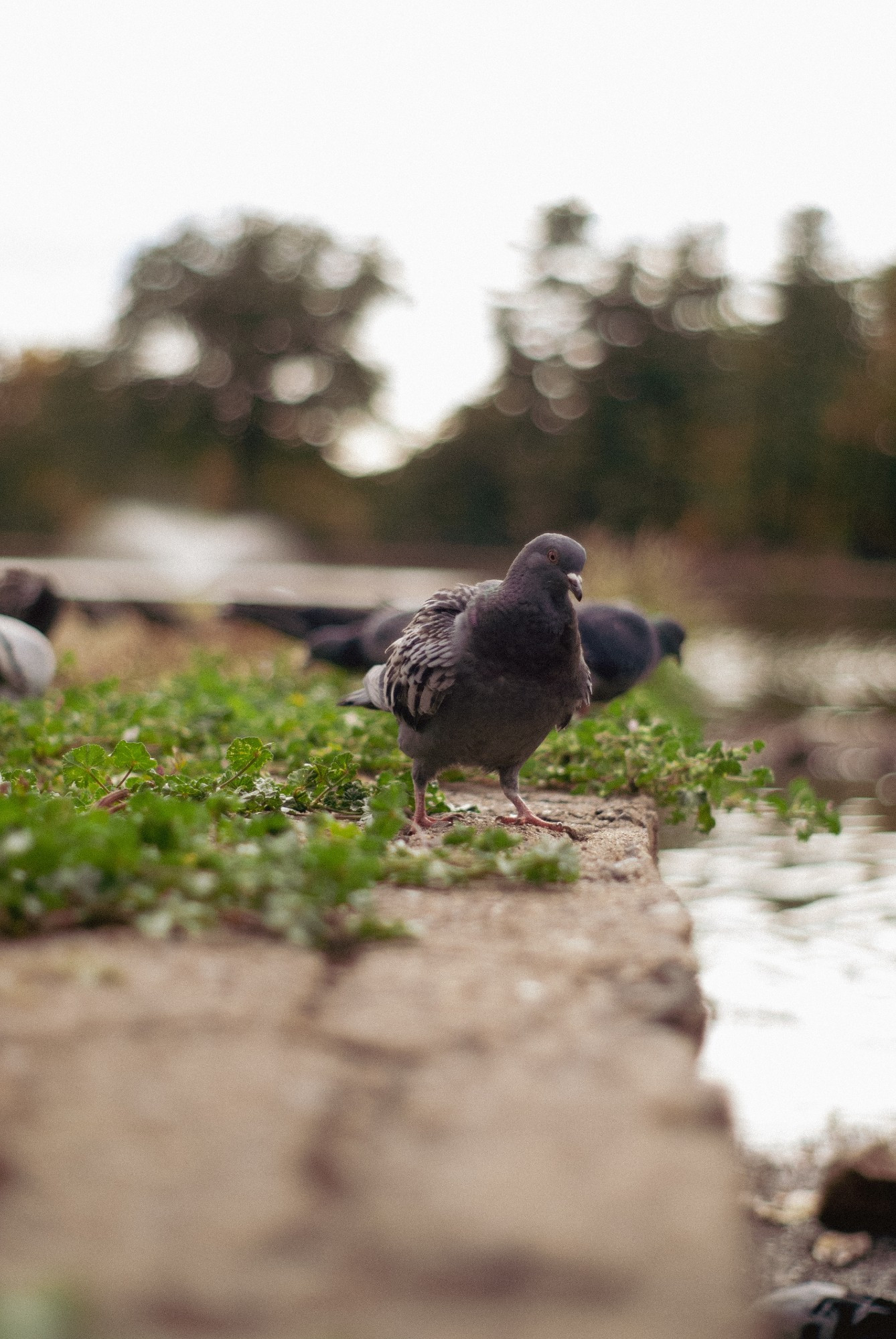 A pigeon on a stone wall with green foliage