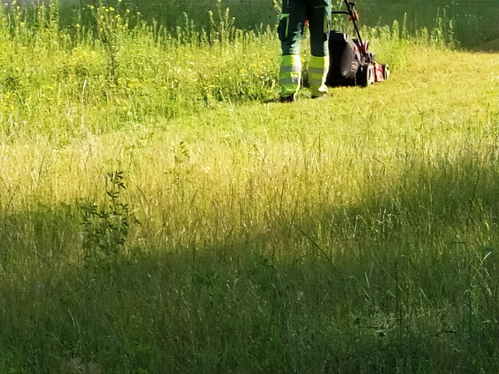 Kleine Grünfläche inmitten Berlins. Zu sehen die Beine eines städtischen Angestellten, der gerade  die vielen wild gewachsenen Pflanzen abmäht.