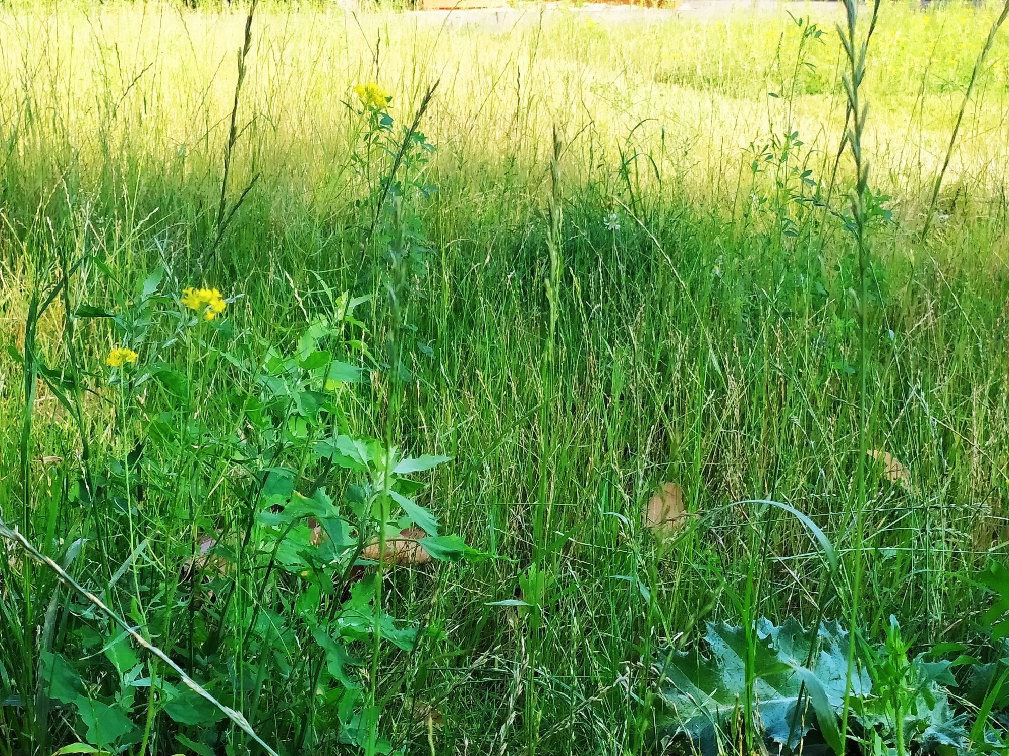 Kleine Grünfläche inmitten Berlins an einer noch kleinen ungemähten Stelle.