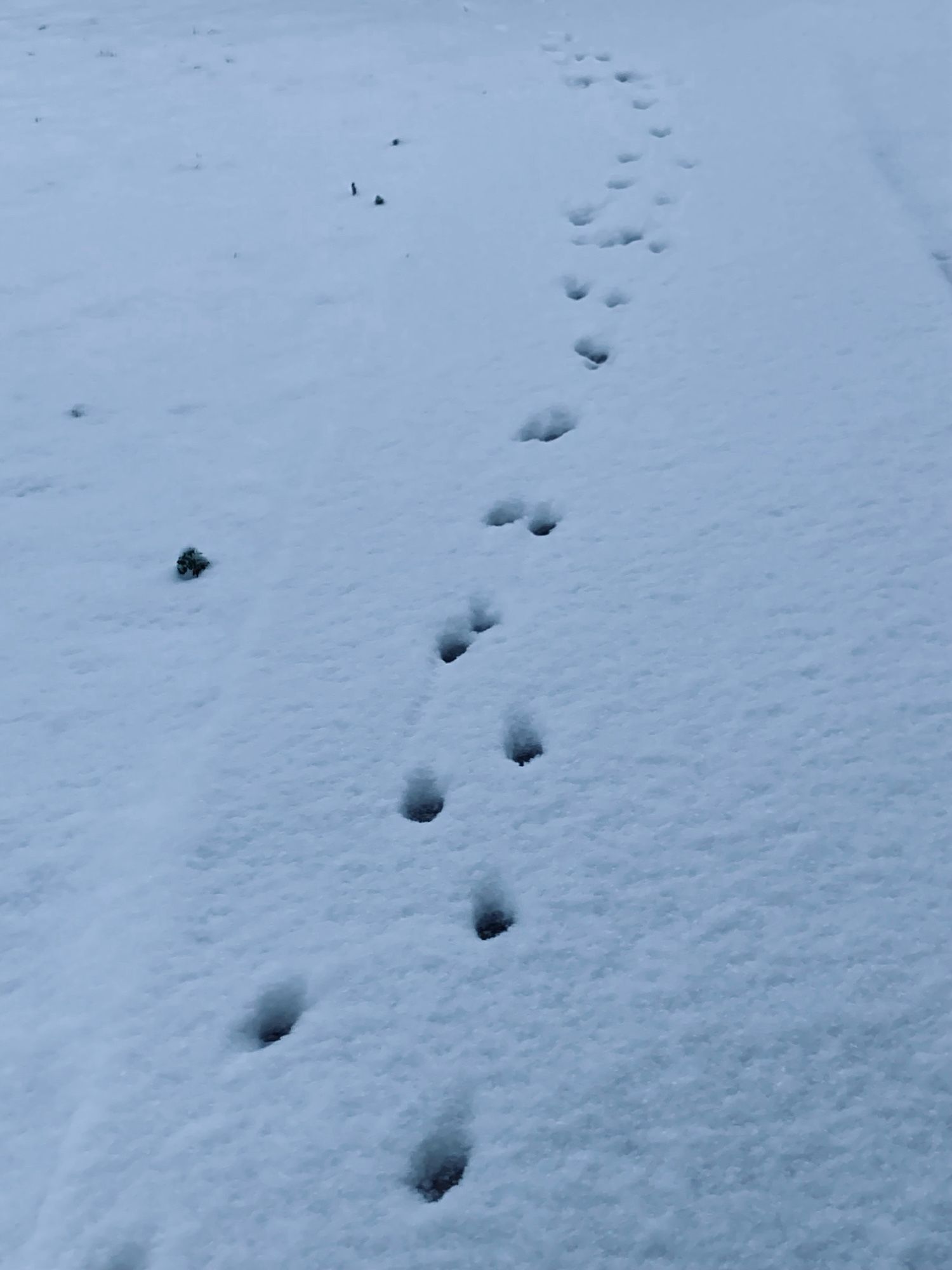 Ça fait froid aux coussinets ce truc blanc