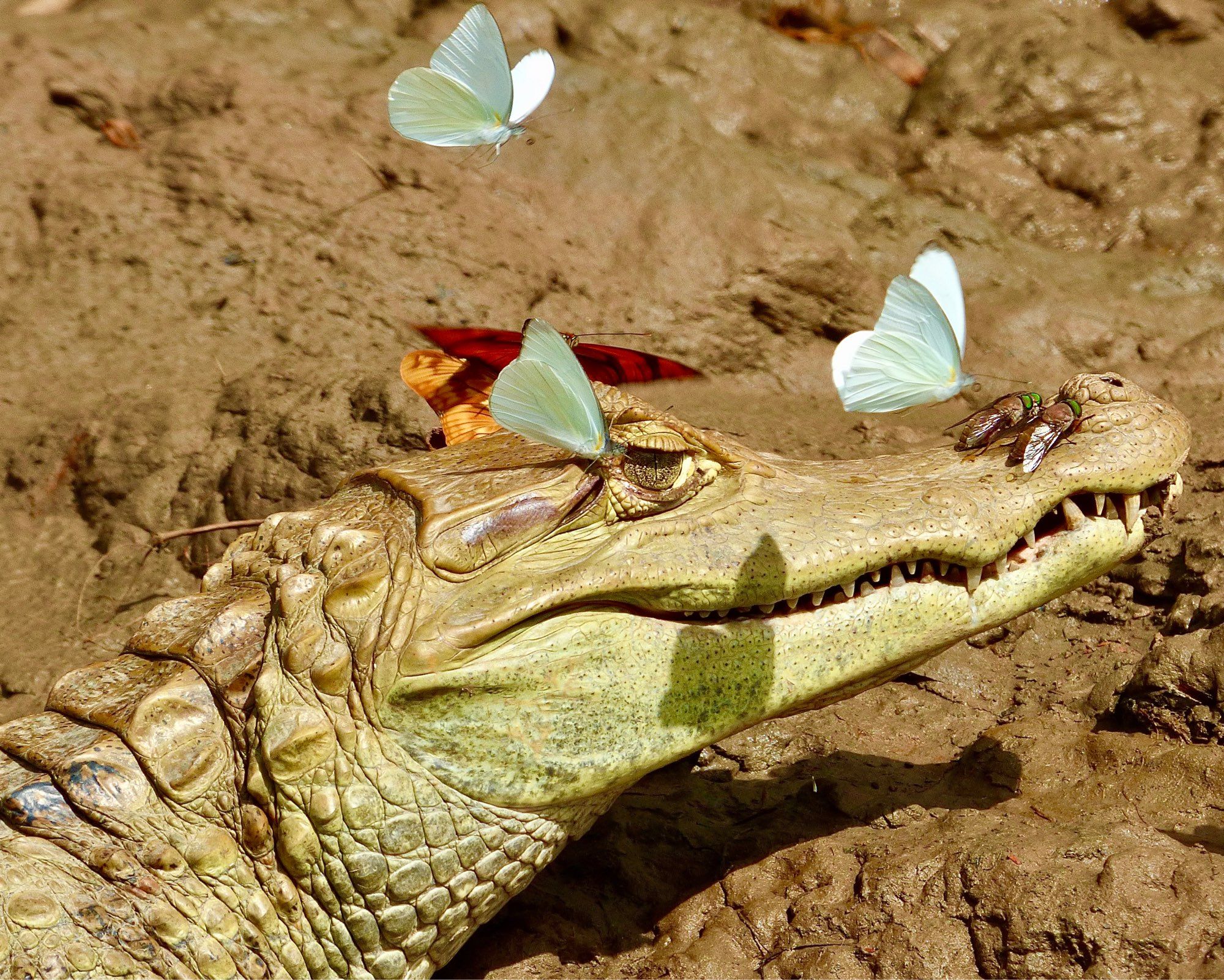 white and orange Julia butterflies around a caiman’s eyes and nose on a mudbank.