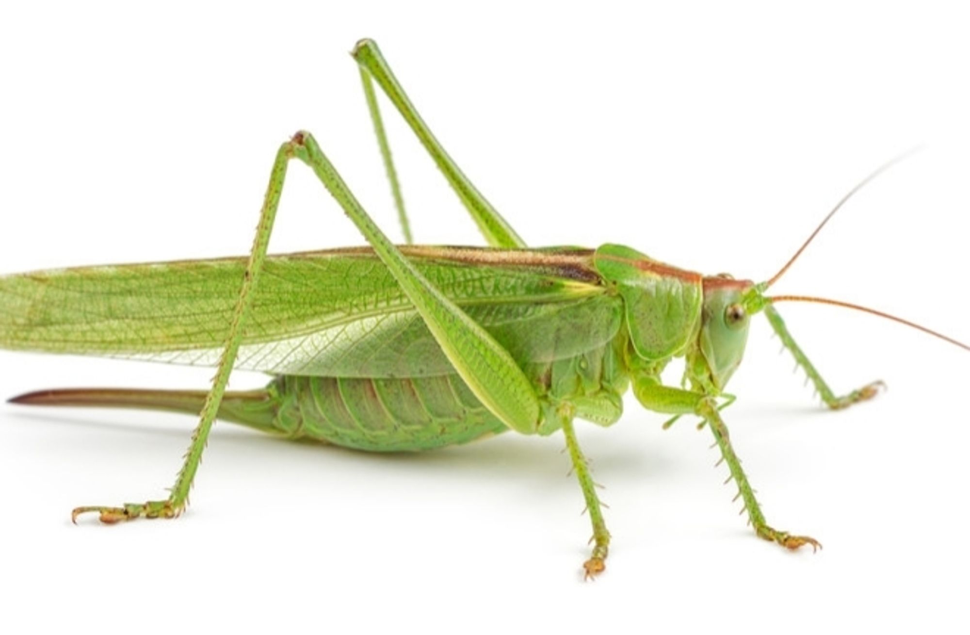 Photo of a grasshopper. It is all green except for a reddish brown streak down the middle of its back. It's folded wings look like a blade of green grass.