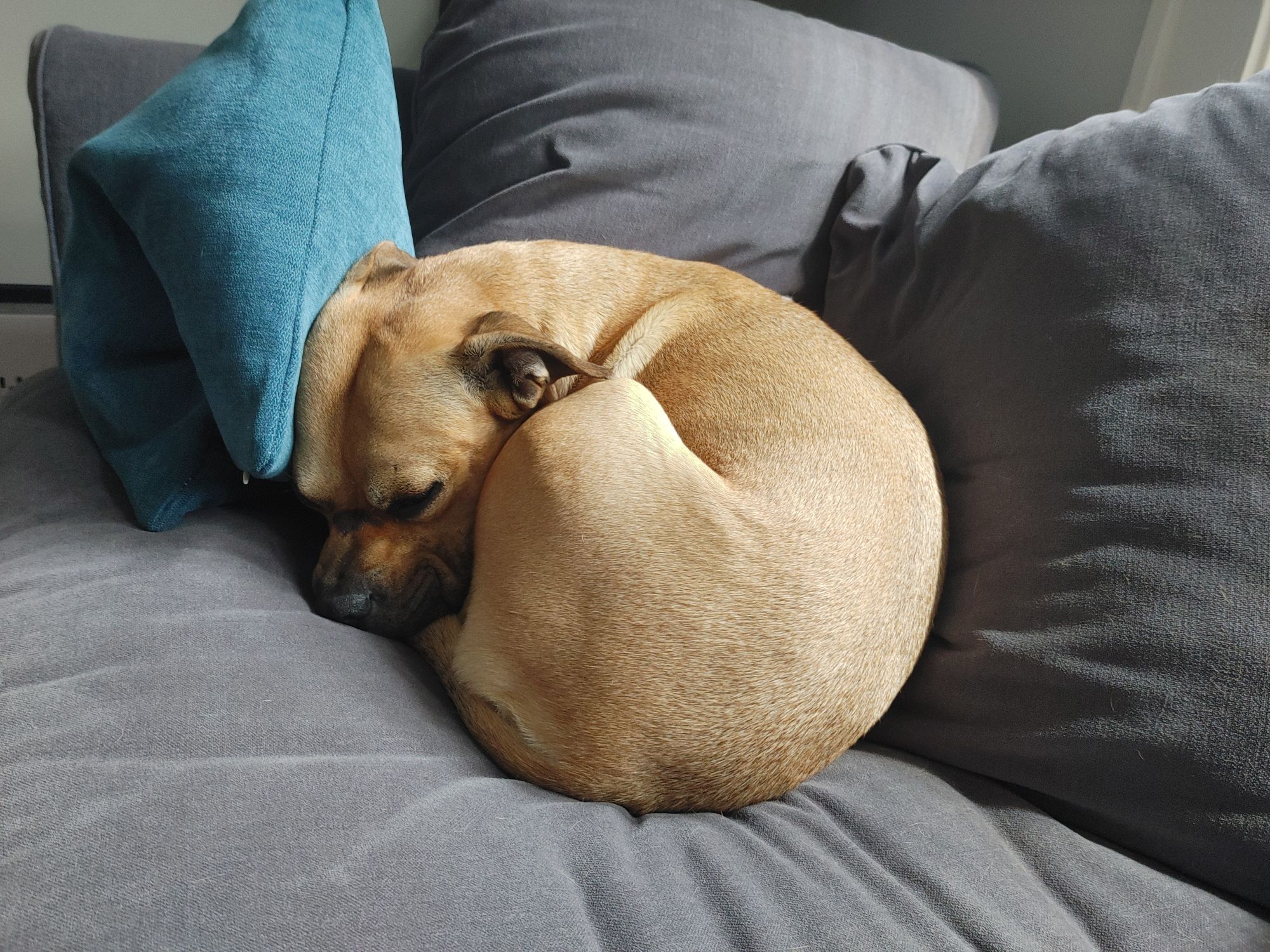 A tan dog curled up in a tight little ball on a grey couch, head tucked against a teal pillow. He looks much teenie than he is cuz he's curled up to tight