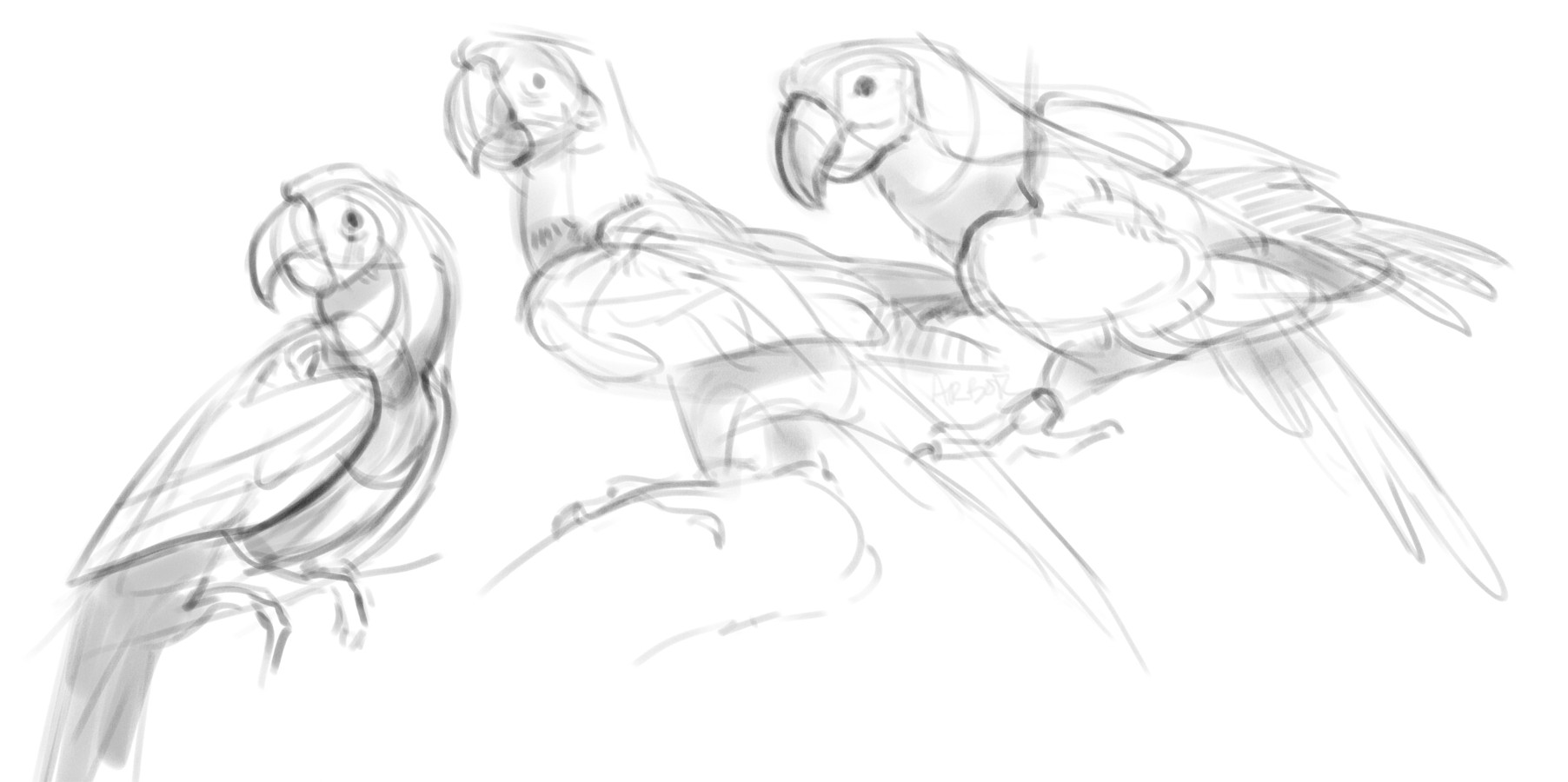 a sketched drawing of three macaws facing left. All three are in a pose of standing on a branch.