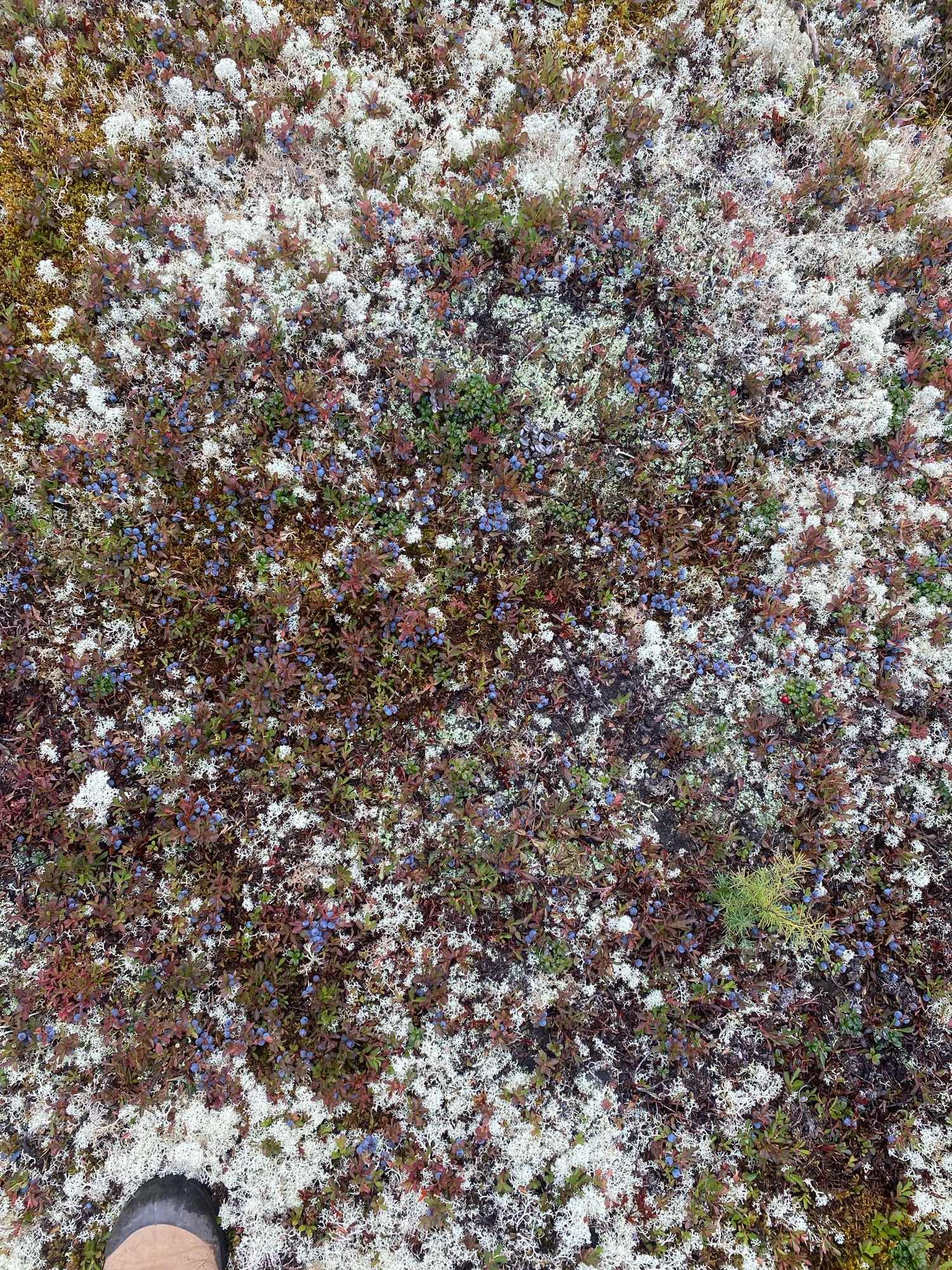 Light grey caribou lichen and dense blueberry plants carpet a forest clearing (blueberries were crisp and delicious in mid-Sept)