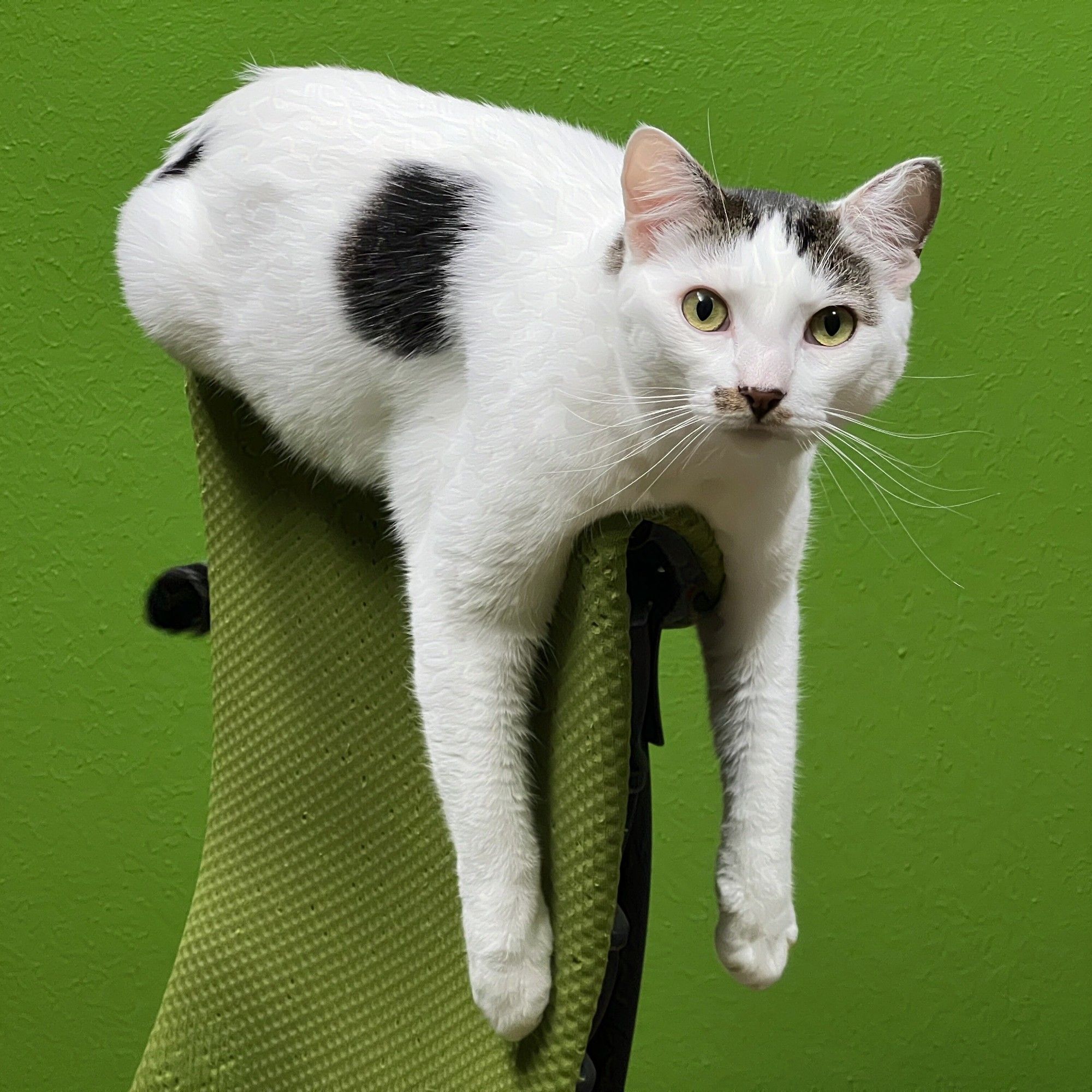 A mostly white harlequin tabby laying across the top of the back of a green chair in front of a green wall. The cat's front arms are hanging straight down and he is looking at the camera.