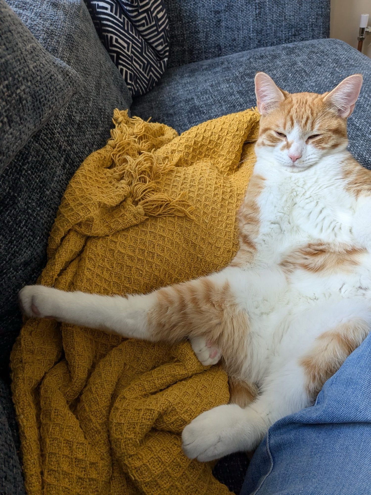 Robin still mostly asleep but now sprawled out across a sofa