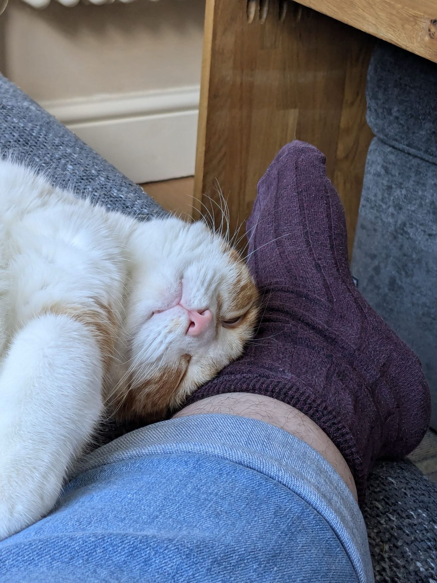 Robin, upside down and mostly asleep on a besocked foot