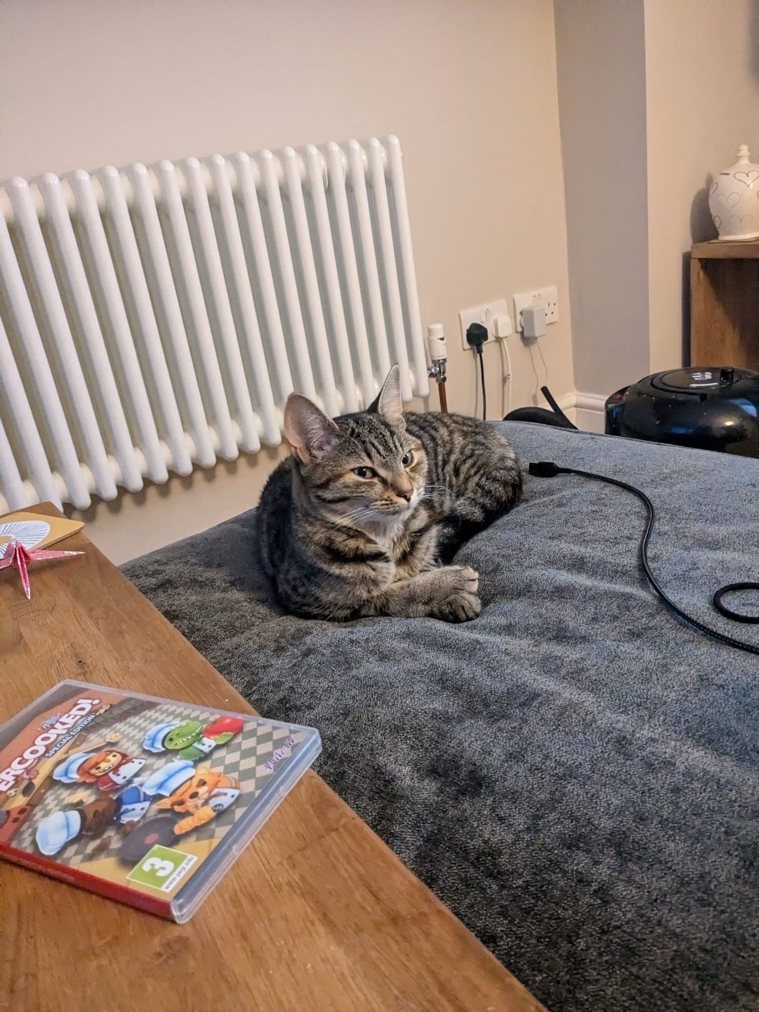 Maggie, curled up with her paws crossed like a lady, giving the camera serious sideeye