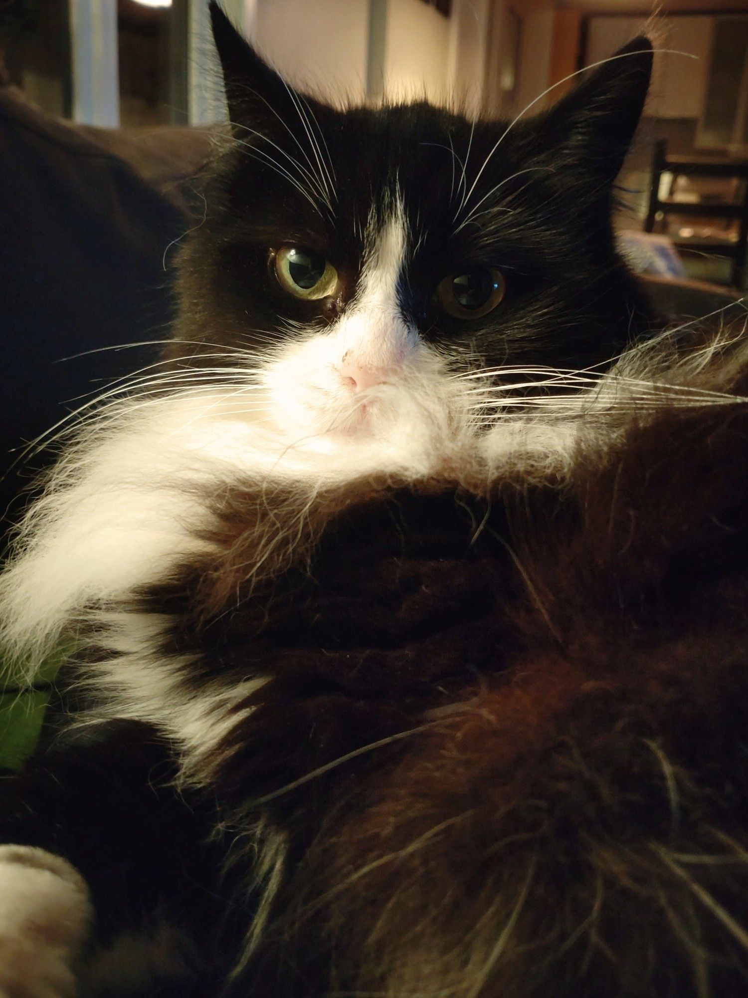 Siri, a tuxedo cat looks nonchalant at the camera, surrounded by all her glorious fluffy fur