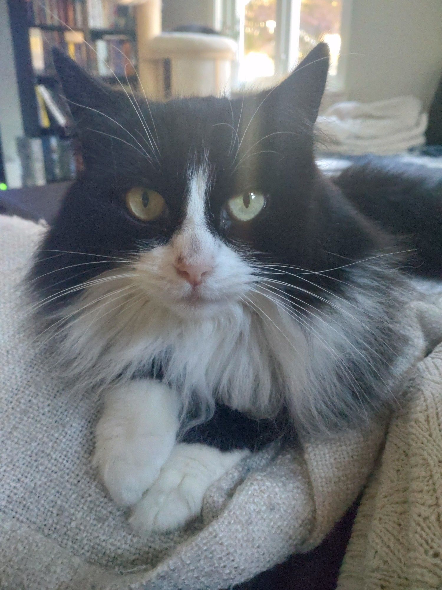 Black-and-white fluffy cat, Siri, looks majestic into the camera