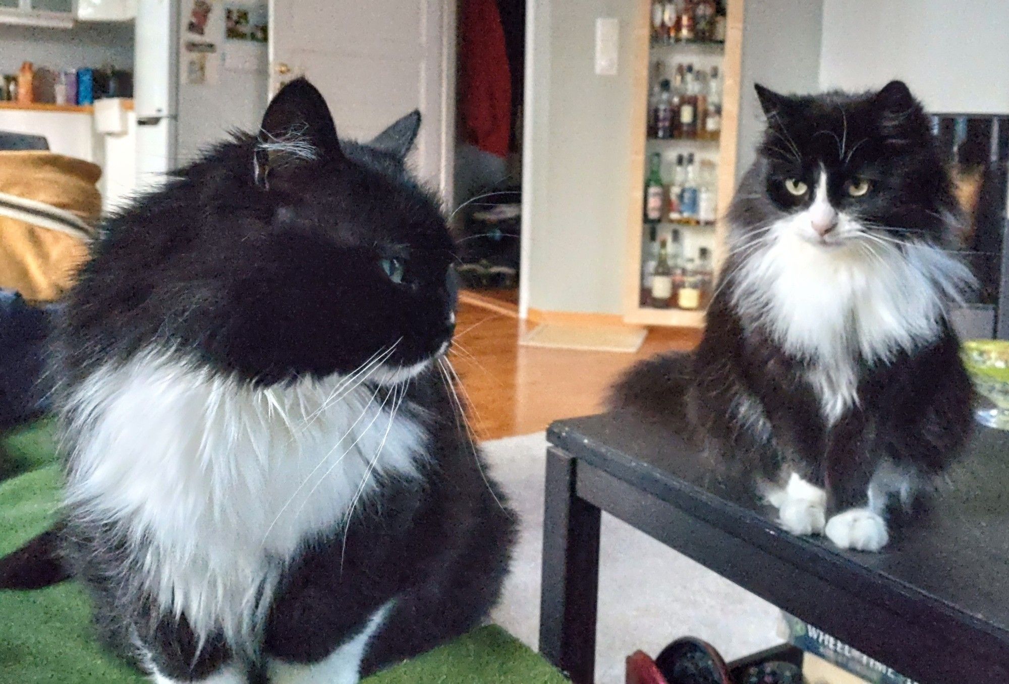 A black-and-white fluffy cat sitting on a sofa, another even fluffier black-and-white cat sitting on a coffee table right next to it