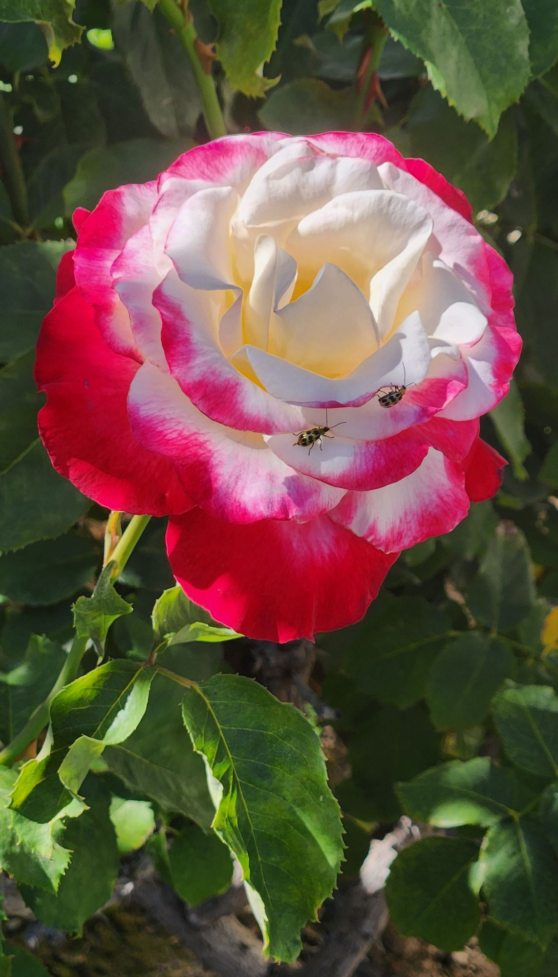 Rose with some spotted bugs on it