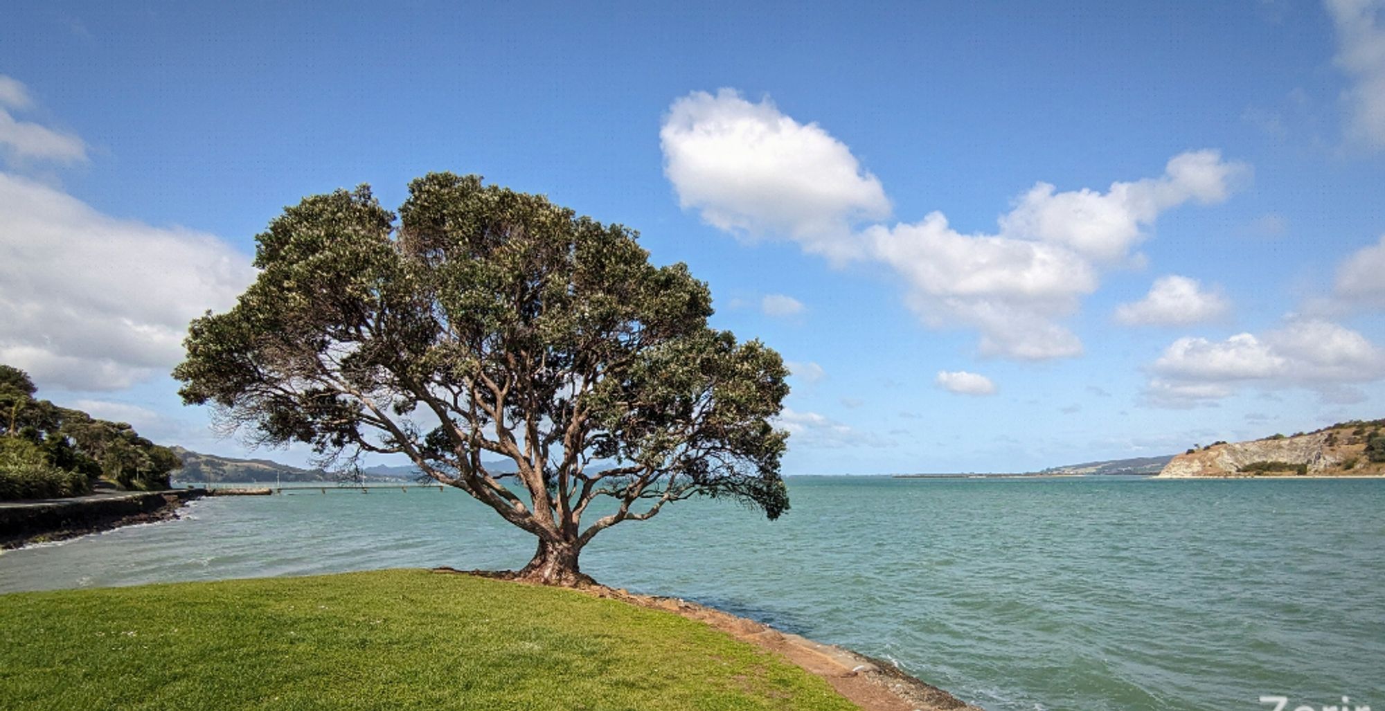 leaning tree