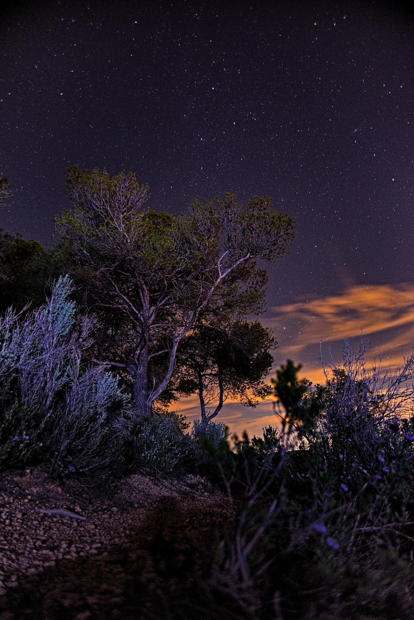 The image captures a quiet, starlit night in nature. A tall, textured pine tree stands in the foreground, its branches reaching toward the sky, illuminated by soft, subtle light. The surrounding vegetation, from bushes to shrubs, adds to the scene's depth and contrast, creating a feeling of wild serenity. Above, a clear night sky is dotted with countless stars, Cassiopea, Andromeda, Auriga... offering a sense of vastness and wonder. Wisps of orange and purple clouds stretch across the horizon, blending beautifully with the darker tones of the night, almost like a cosmic painting. The entire scene feels like a peaceful moment suspended in time, where the earth meets the infinite sky.

24mm F3.8, 20s, ISO1200