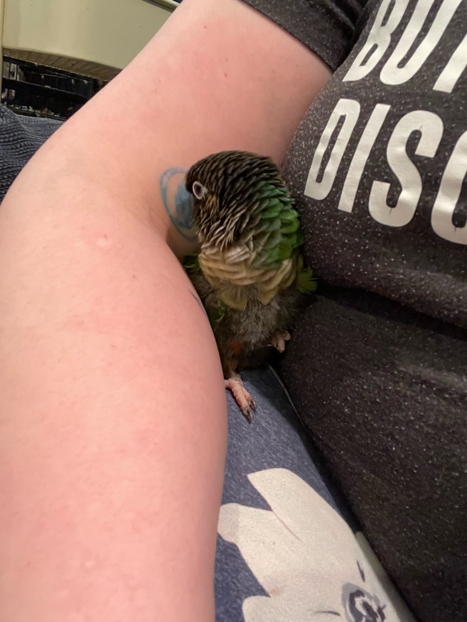 A small green parrot sitting on a person’s lap, cuddling into the crook of their elbow