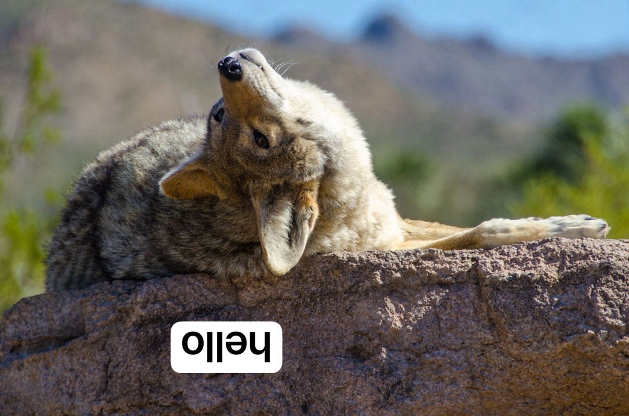 coyote looking at the camera upside-down, with upside-down text saying "hello"