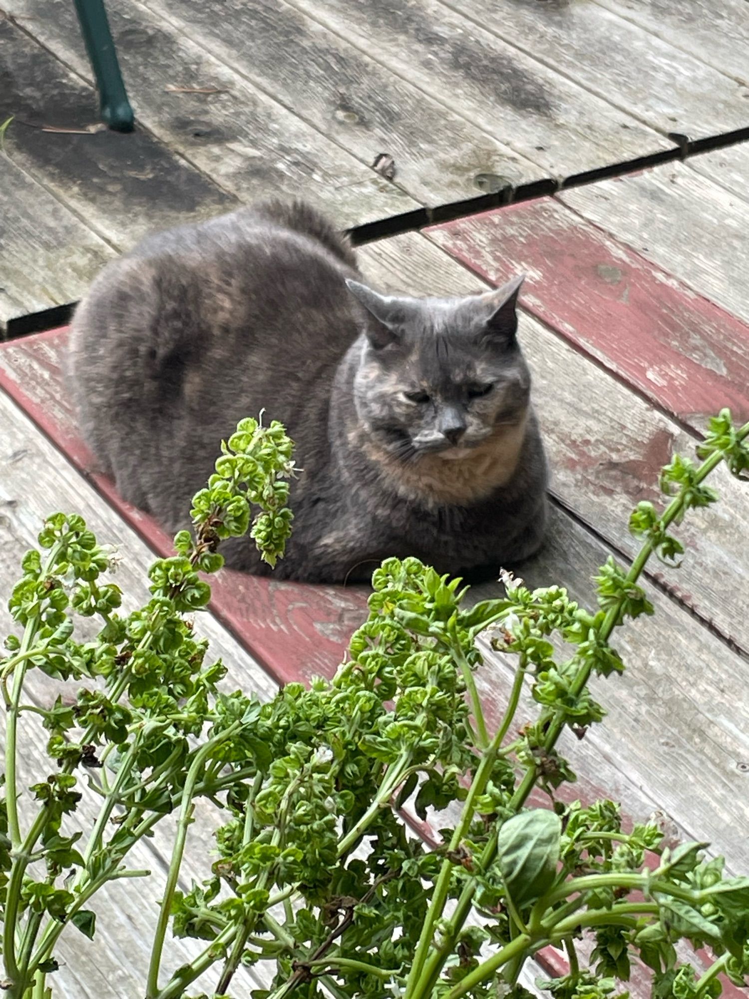 A grumpy-looking brown and tan tortoise shell cat, seemingly glaring at the photographer.