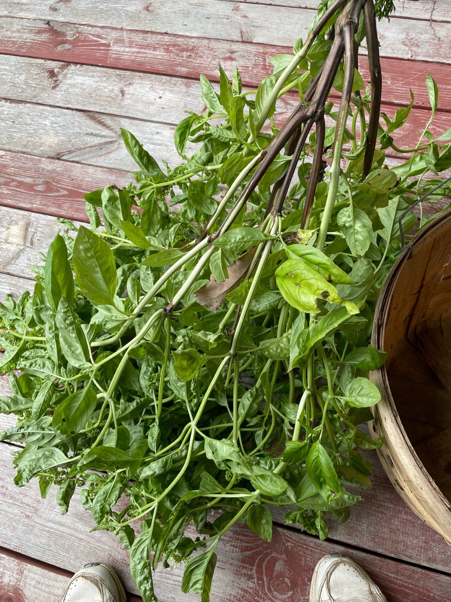 A basil plant, about to be stripped of leaves. The stalk and flowers will go to compost.