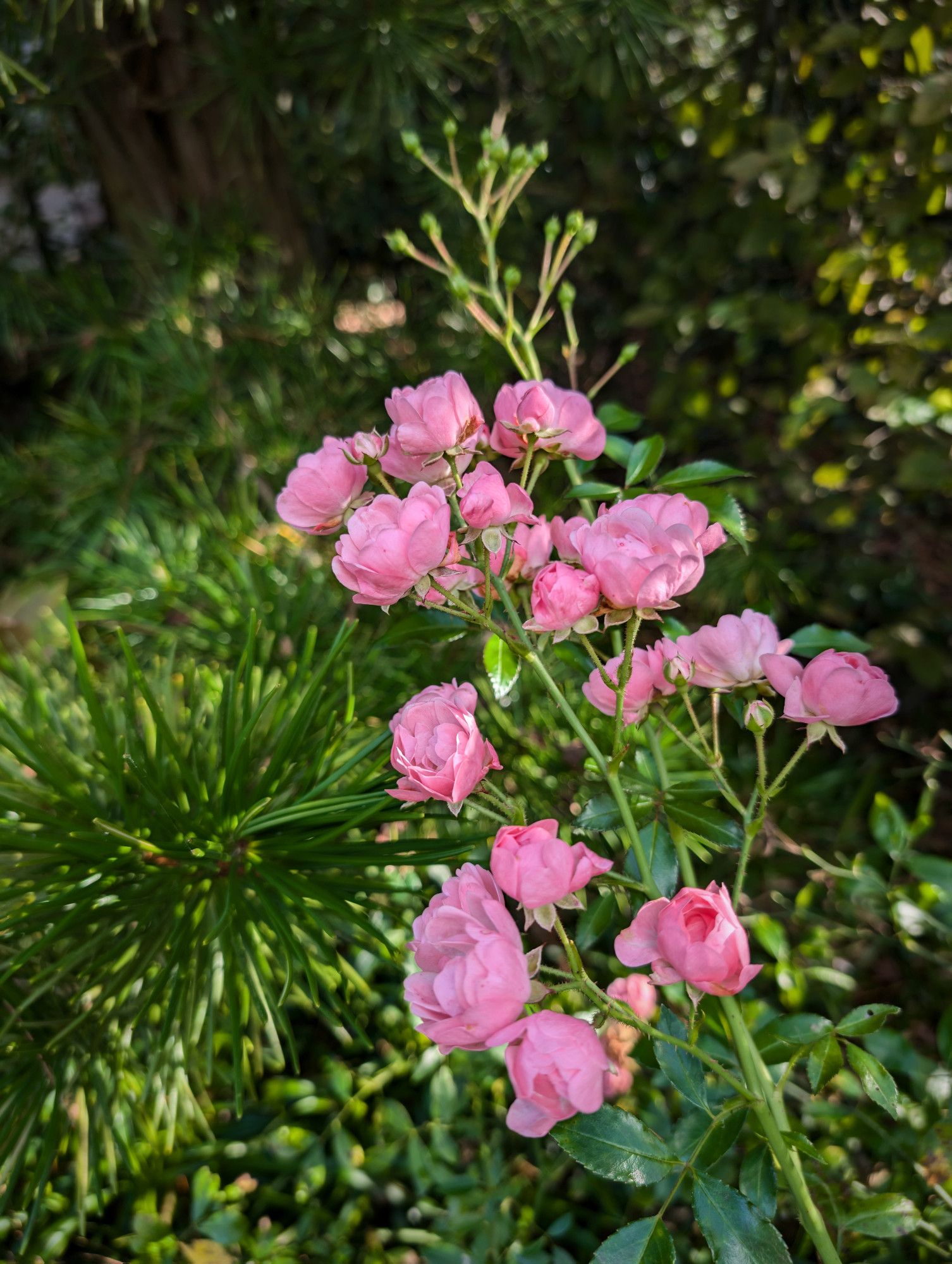 Nahaufnahme einer rosa Rose mit vielen kleinen Einzelblüten und einigen geschlossenen Knospen.