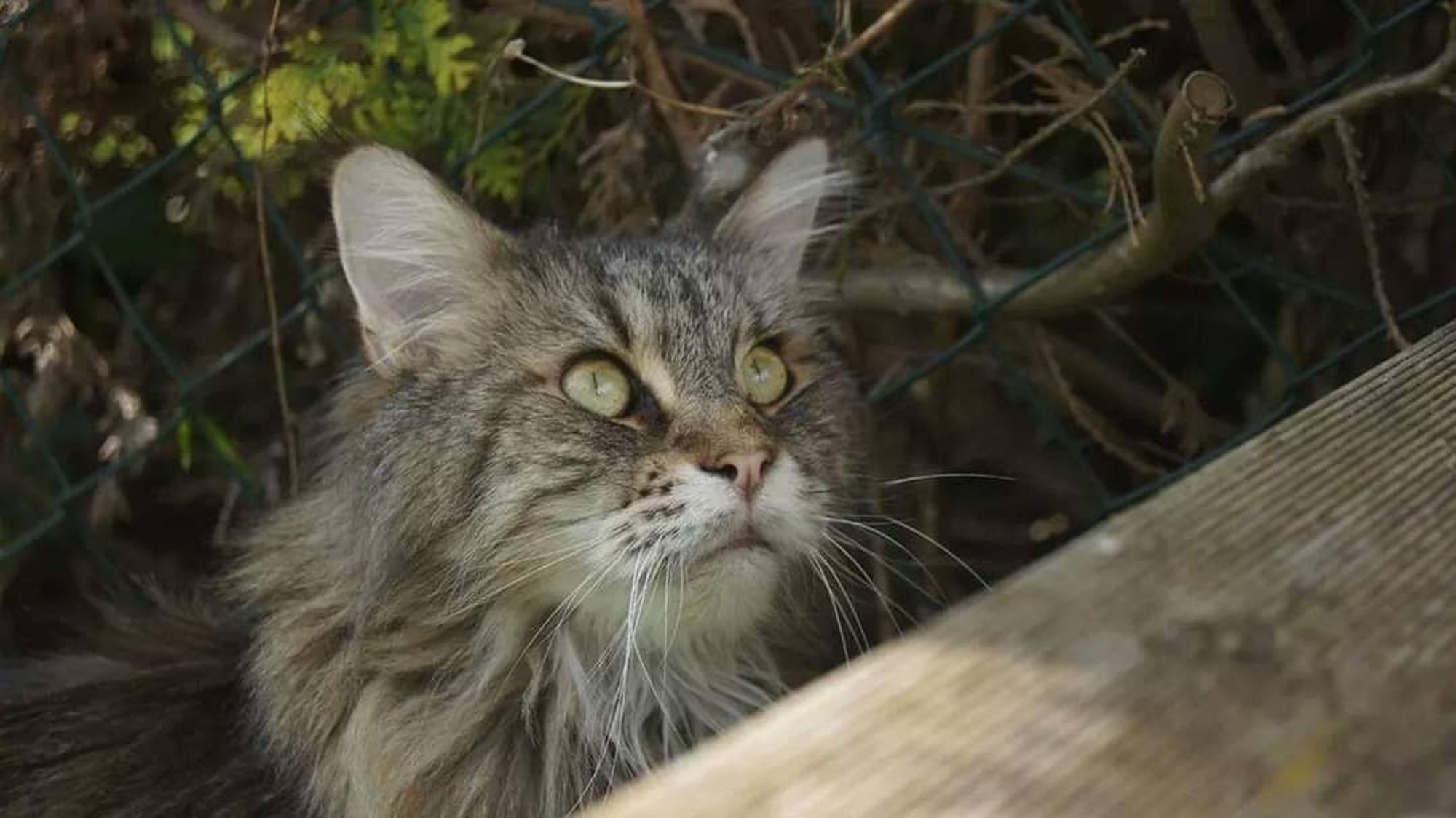 Mein verstorbener Mainecoon Kater