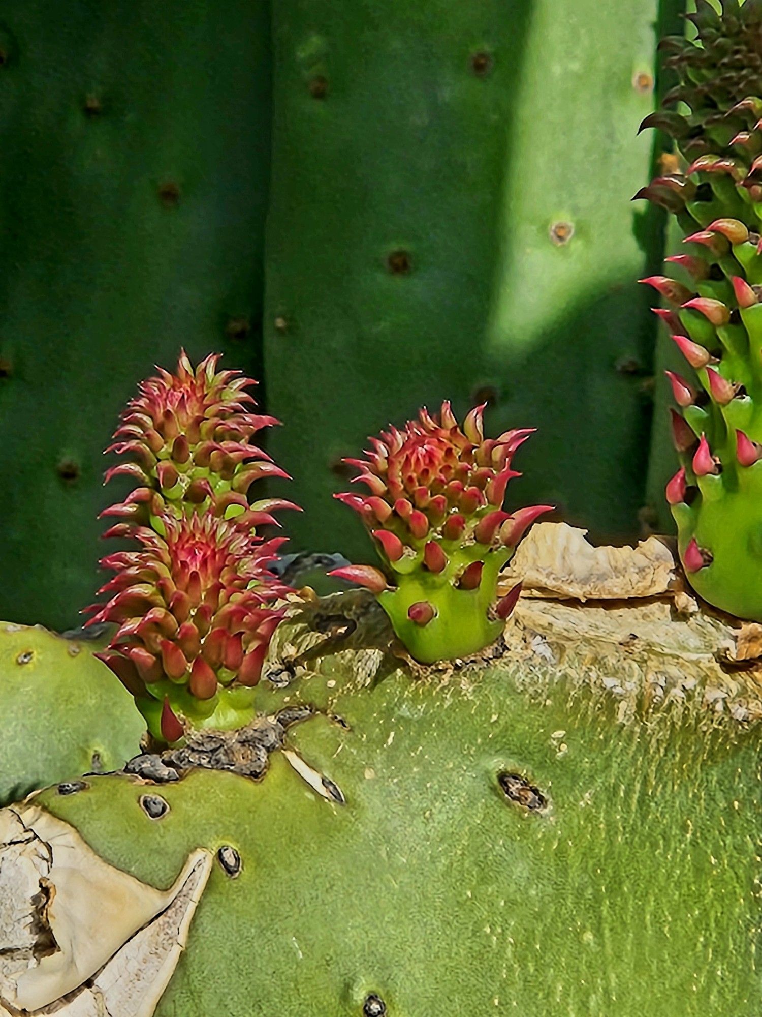 Detail of brand new growth on a paddle cactus from which a paddle has broken off. The growth looks tiny curved red thorns upon vibrant tiny green paddles.