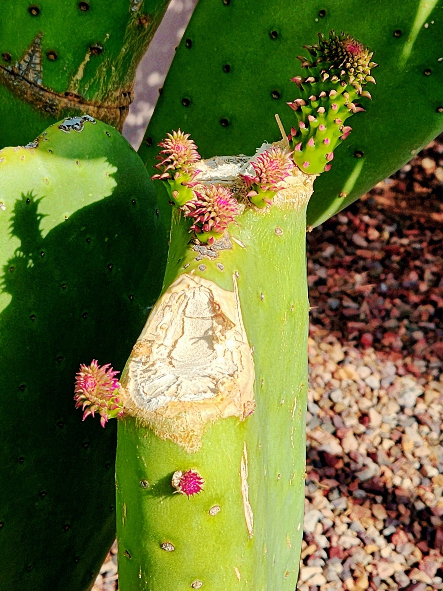 Broader view of a large damaged paddle cactus in a 1970s era Phoenix Desert suburban front yard. A number of reddish protrusions, bud looking, emanate from the undamaged area. Scars of bleached white show where previous paddles had been attached.