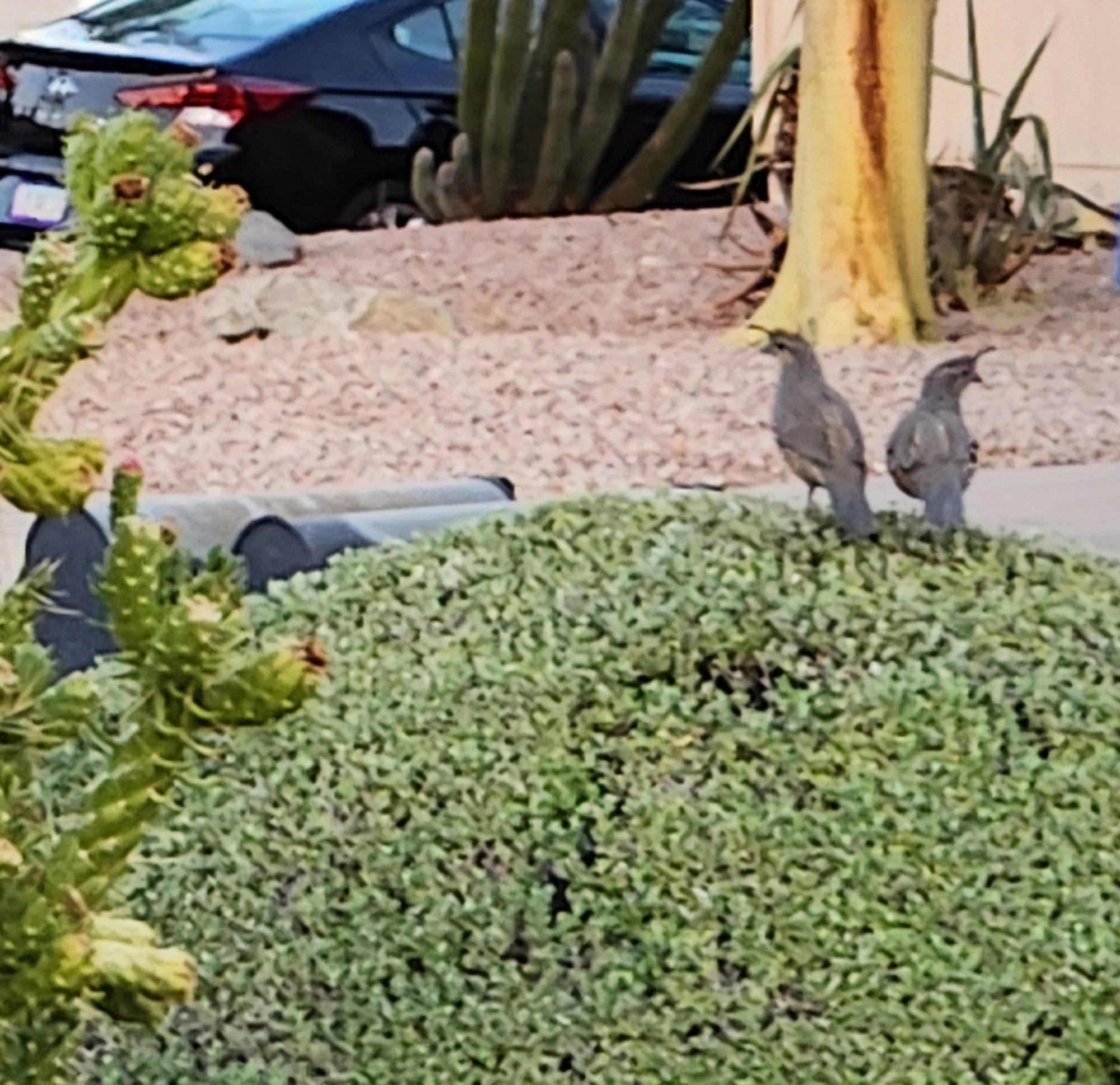 Blurry shot of the quail after they have jumped up onto a highly manicured ornamental bush in my Phoenix suburban front yard. A couple of aging black mailboxes are adjacent to the bush, neighboring ornamental gravel yard is prominent as well as a beige-colored thick trunk of a tree.