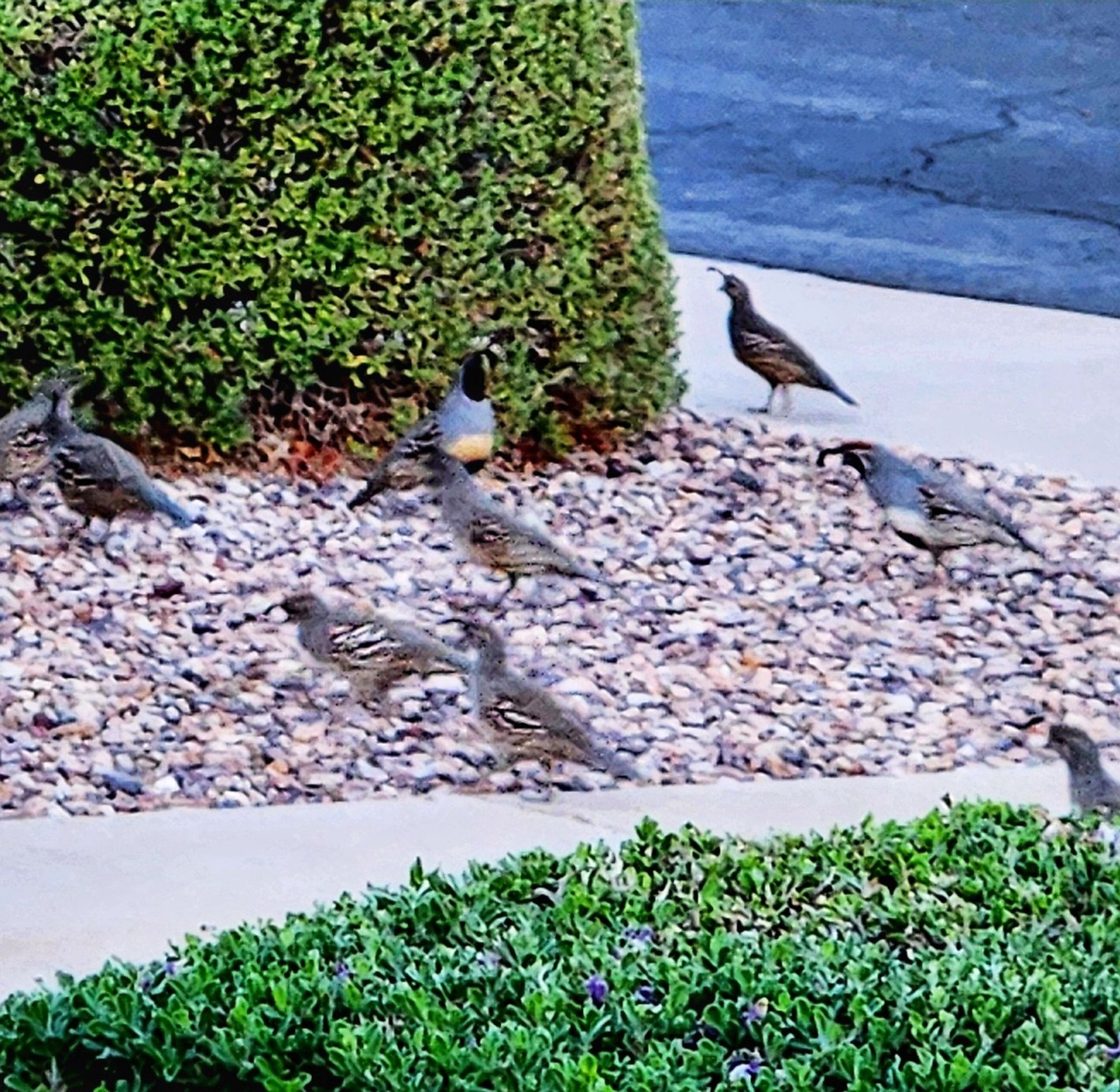 Luna not showing flushed these quail from one side of the yard to where they are presently where they have fled. Pictured are about nine birds some look like adults and others look like teenagers.