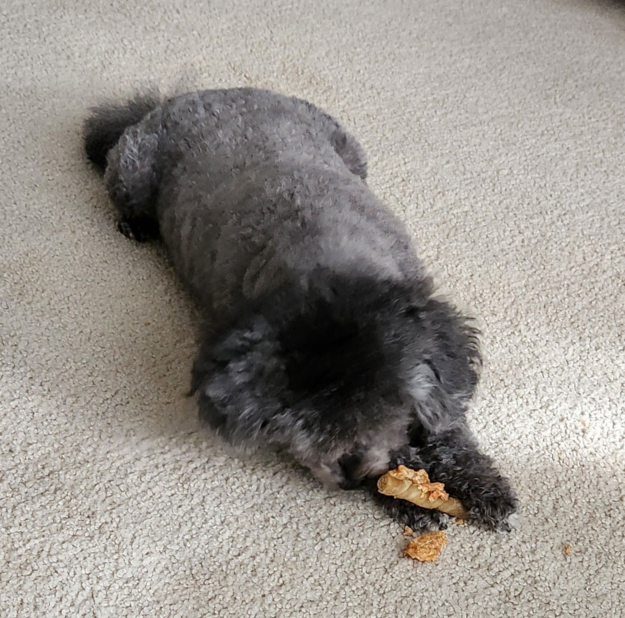 Get ready people because this little fuzzy black and gray poodle mix dog whose face is turned down towards her Trader Joe's chewy roll, is about to show you where she's got brand new healthy looking pink gums, next photo.