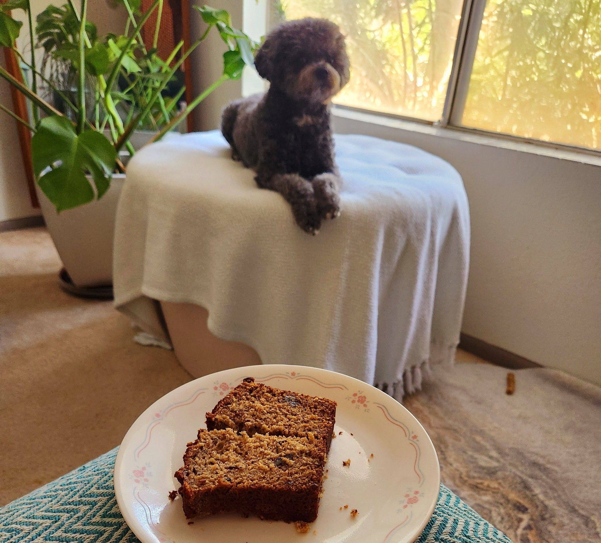 Luna, a fuzzy gray poodle lhasa apso mix weights politely upon an elevated stool adjacent to a window with filtered light behind her and Monstera plant to her side. In the foreground is a Corelle plate with a large hunk of smitten kitchens ultimate banana bread, cut in two slices, uneaten at this moment.